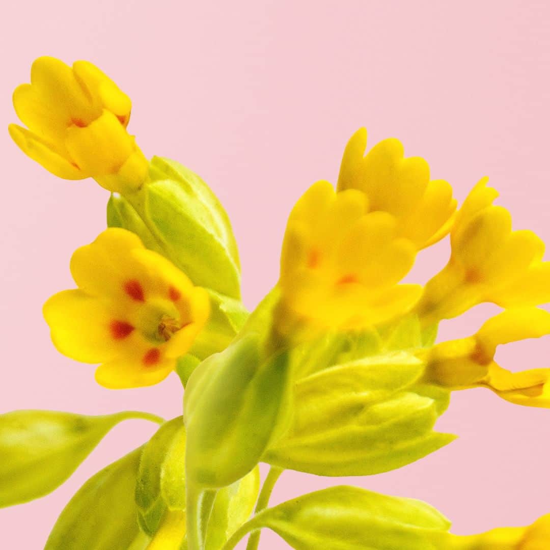 THE PUBLIC ORGANICさんのインスタグラム写真 - (THE PUBLIC ORGANICInstagram)「SYNCHRO BLOOM FLOWER ENRICH CREAM 植物と肌の共鳴。咲き誇る幸せ顔へ  C THE PUBLIC ORGANICから、 花々の知性を凝縮した、幸せ咲き誇る"花油クリーム"が新登場！ もっと強く咲き誇るバルーンスキン*1へ。  _____________________  ☑︎ C THE PUBLIC ORGANIC シンクロブルーム フラワーエンリッチ クリーム 50g / ¥8,800（税込） _____________________  ✔先端サイエンスによって見出された、複数の花のエキスを配合。  肌と共鳴する、「シンクロブルーム」シリーズ共通成分「プリムラエキス*2」「黒チューリップエキス*3」を配合。さらに、クリームで新たに、プロヴァンスローズの花びらから抽出されたエキス*4を配合。 外的ストレスでしぼんだ肌*5をふっくらなめらかに整え、もっと弾むようなバルーンスキン*1を目指します。  ✔ 自然と口角が上がる華やかなウォームフローラルの香り  香りは、自然と口角が上がる華やかなウォームフローラルの香り。 瞬間的に花々に包まれる心に響く精油の香りは、深みがありながら華やか。朝晩のスキンケアで日々の忙しさを癒し、幸福感で満たされたやわらかな表情を引き出します。  #CTHEPUBLICORGANIC​ #シーザパブリックオーガニック​ #シンクロブルーム  ............​  #オーガニック #オーガニックコスメ #ナチュラルコスメ #精油美容 #精油の力 #美容クリーム  *1 潤いに満ちたふっくら弾むようなハリのある肌のこと　*2 セイヨウサクラソウエキス(保湿成分）　*3 チューリップ花エキス（保湿成分）　*4 センチフォリアバラ花エキス（皮膚コンディショニング成分）　*5 乾燥による肌のハリ不足のこと」11月7日 18時54分 - thepublicorganicofficial