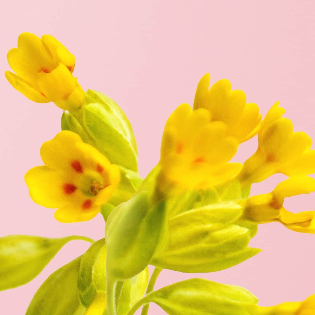 THE PUBLIC ORGANICさんのインスタグラム写真 - (THE PUBLIC ORGANICInstagram)「SYNCHRO BLOOM FLOWER ENRICH CREAM 植物と肌の共鳴。咲き誇る幸せ顔へ  C THE PUBLIC ORGANICから、 花々の知性を凝縮した、幸せ咲き誇る"花油クリーム"が新登場！ もっと強く咲き誇るバルーンスキン*1へ。  _____________________  ☑︎ C THE PUBLIC ORGANIC シンクロブルーム フラワーエンリッチ クリーム 50g / ¥8,800（税込） _____________________  ✔先端サイエンスによって見出された、複数の花のエキスを配合。  肌と共鳴する、「シンクロブルーム」シリーズ共通成分「プリムラエキス*2」「黒チューリップエキス*3」を配合。さらに、クリームで新たに、プロヴァンスローズの花びらから抽出されたエキス*4を配合。 外的ストレスでしぼんだ肌*5をふっくらなめらかに整え、もっと弾むようなバルーンスキン*1を目指します。  ✔ 自然と口角が上がる華やかなウォームフローラルの香り  香りは、自然と口角が上がる華やかなウォームフローラルの香り。 瞬間的に花々に包まれる心に響く精油の香りは、深みがありながら華やか。朝晩のスキンケアで日々の忙しさを癒し、幸福感で満たされたやわらかな表情を引き出します。  #CTHEPUBLICORGANIC​ #シーザパブリックオーガニック​ #シンクロブルーム  ............​  #オーガニック #オーガニックコスメ #ナチュラルコスメ #精油美容 #精油の力 #美容クリーム  *1 潤いに満ちたふっくら弾むようなハリのある肌のこと　*2 セイヨウサクラソウエキス(保湿成分）　*3 チューリップ花エキス（保湿成分）　*4 センチフォリアバラ花エキス（皮膚コンディショニング成分）　*5 乾燥による肌のハリ不足のこと」11月7日 18時54分 - thepublicorganicofficial