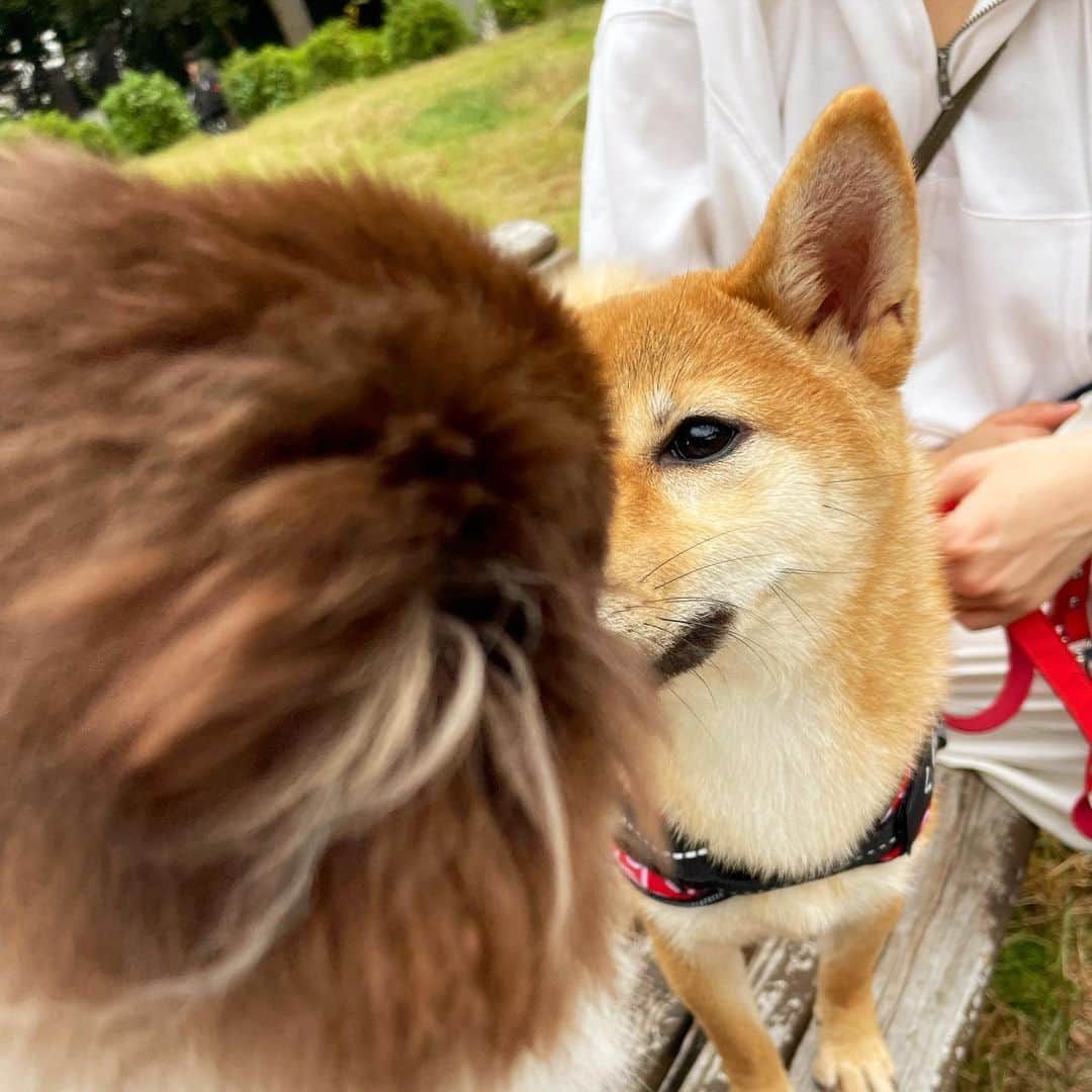 中城あすかさんのインスタグラム写真 - (中城あすかInstagram)「くれはさんを、ありさジジに初めて会わせてみたよ🦊🐻♥️  最初は距離感あったけど、徐々に打ち解けてくれて良かった〜☺️  1番最後の動画では、ゆっくり鯖の取り合いしてた🤣 倍速にしてるから速いけど、のんびりのんびりしてたよ〜🐢 最終的にはジジにあげてました🐟笑  またすぐ会おうねっ♥️ @_iam_arisa_  @_iam_gigi._   #くれは初めてのお友達  #柴犬#柴犬好き#パピー#5ヶ月#柴犬のいる暮らし#ポメラニアン#ポメ#犬のいる暮らし」11月7日 19時03分 - asukanakajo