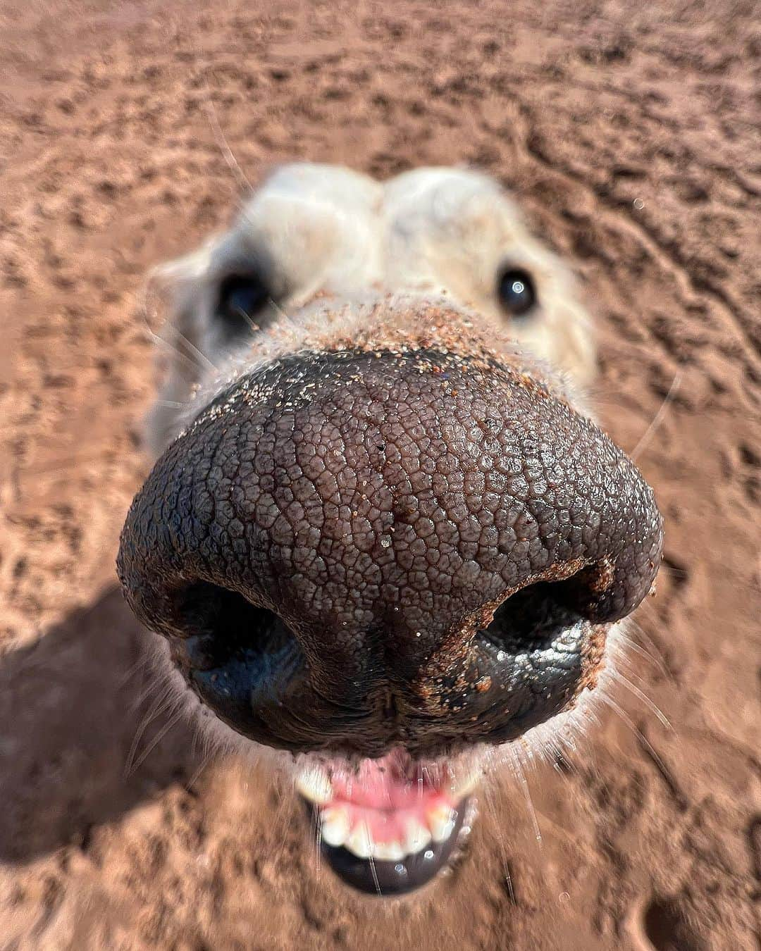 8crapさんのインスタグラム写真 - (8crapInstagram)「That’s what a happy dog’s nose looks like - 📷 @mr_frankthegolden - #barked #dog #doggo #GoldenRetriever」11月7日 19時00分 - barked