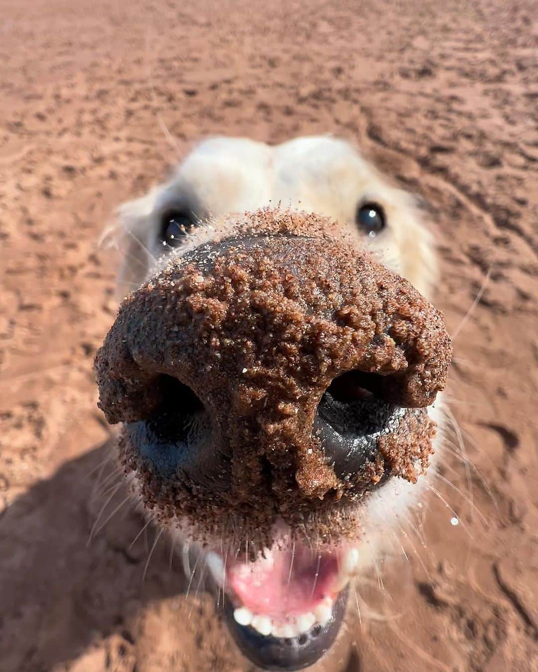 のインスタグラム：「That’s what a happy dog’s nose looks like - 📷 @mr_frankthegolden - #barked #dog #doggo #GoldenRetriever」