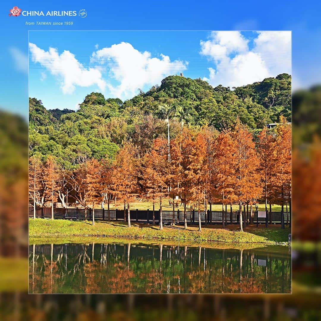 日本地区チャイナ エアラインさんのインスタグラム写真 - (日本地区チャイナ エアラインInstagram)「【おすすめスポット】　  秋の紅葉は、もみじだけでなく、檜の美しさも格別です。 葉がふわりと地面に舞い、鮮やかな橙色と赤色の小道ができます✨ 美しい風景をぜひご堪能ください🧡  ⭐宜蘭三星安農溪畔 ⭐桃園八德 ⭐苗栗三灣  ＜公式HP＞ https://goo.gl/vif8Qp  #chinaairlines #中華航空 #台湾 #台湾旅行 #台湾好きな人と繋がりたい  ------------------------------------------------- DFPに入会するとバースデーディスカウント等のうれしい特典が盛りだくさん！ ご入会はコチラ👉　https://bit.ly/3YIQ7cl」11月7日 19時00分 - chinaairlines.jp