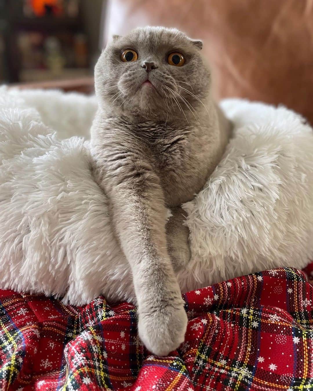 Millaさんのインスタグラム写真 - (MillaInstagram)「As Mariah would say… It’s tiiiime! 😻🎄🎅🏽🎁 #MillaTheCat」11月8日 4時26分 - millathecat