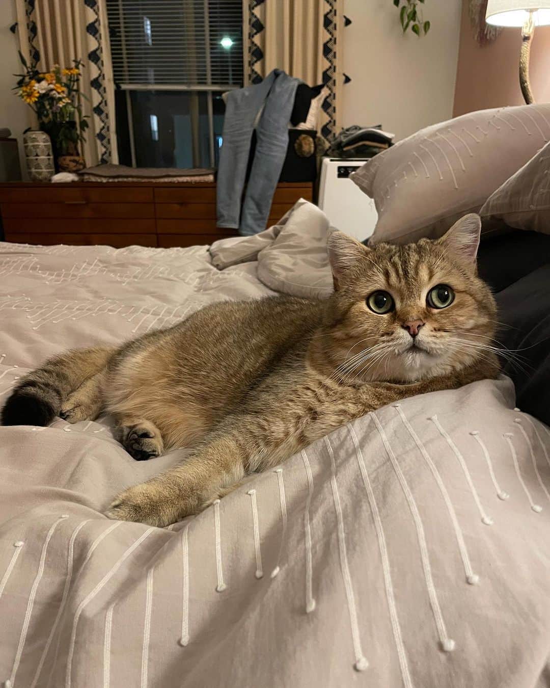 Millaさんのインスタグラム写真 - (MillaInstagram)「As Mariah would say… It’s tiiiime! 😻🎄🎅🏽🎁 #MillaTheCat」11月8日 4時26分 - millathecat