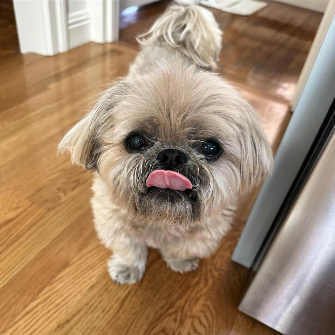 Dougie the Shih Tzuのインスタグラム：「#tongueouttuesday」