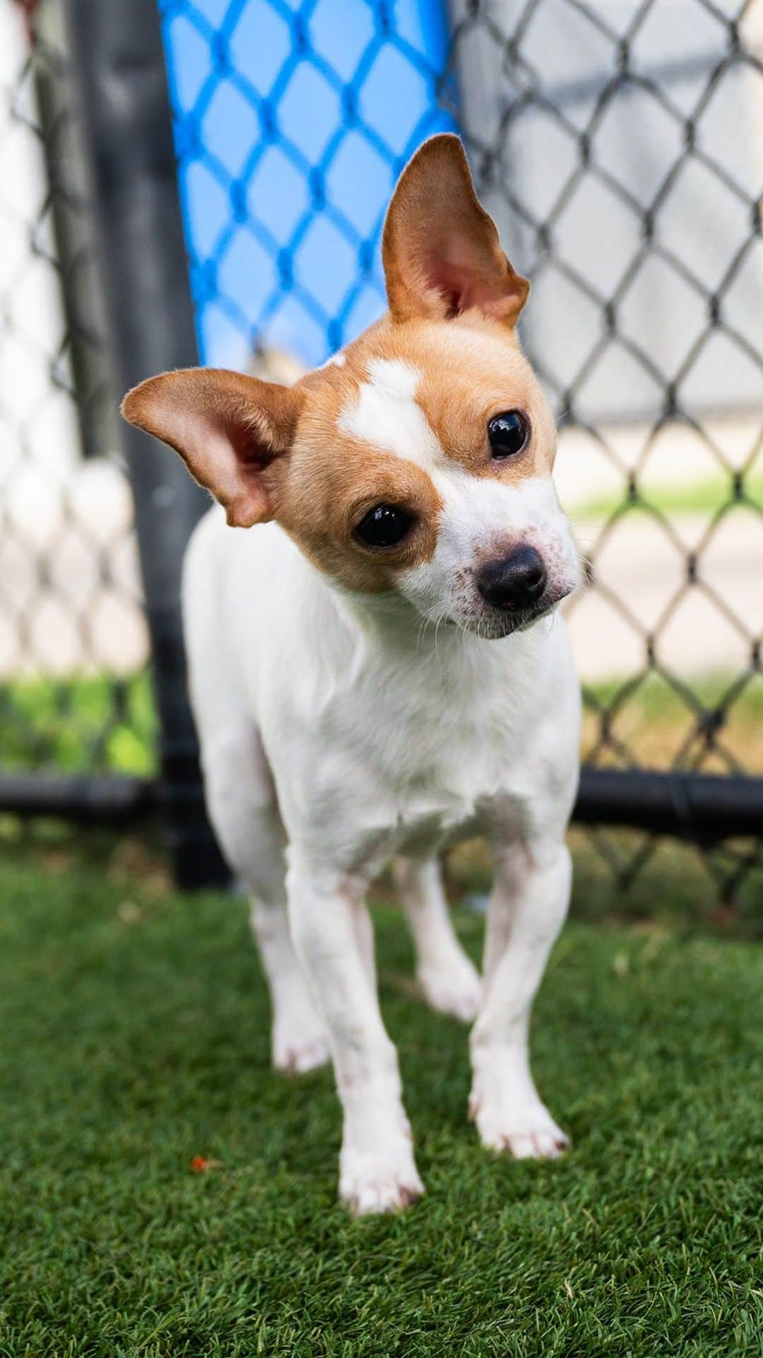 The Dogistのインスタグラム：「Sky, the adoptable Chihuahua & Whitney, founder of @heartsandbonesrescue, at @dallasanimalservices, Dallas, TX • “Sky is a blind Chihuahua that was surrendered to the shelter. The owner surrender notes said he didn’t fit with the lifestyle, and she’s moving to a new apartment that doesn’t allow dogs. It’s very unfortunate, but he’s going to have a better life going forward. We try not to be judgmental with owner surrenders, but we also have empathy for the dogs, who are unfortunately the victims. We’re assessing him as a potential @heartsandbonesrescue dog – the characteristics we’re looking for are a dog-friendly dog, a human-friendly dog, a more relaxed and calm dog that would do well in the Northeast. One of the common misconceptions about shelters is that every dog in a shelter is a Pit Bull or is a major behavioral issue. You can find purebreds in shelters all day, every day. You can find any shape, any size, any age. People just don’t come, so they don’t know.”  We’ve reached $10k of our $15k goal! Thank you to everyone for supporting so far – only $5k left to go! Hearts & Bones Rescue is a small non-profit founded in 2017 that has rescued more than 5,000 dogs from overpopulated shelters in the Dallas, TX area. Each of those dogs were at risk of euthanasia, so their work truly is life-saving. If you’re able to help further their mission with a donation, please do so today! They need all the help they can get.」