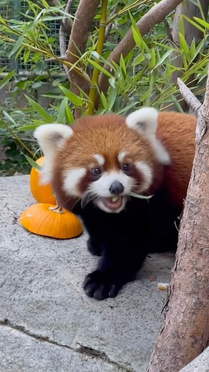 San Diego Zooのインスタグラム：「Pavitra was bamboo-zled by the taste of her pumpkin  #PumpkinSpicePanda #RedPanda #Cub #SanDiegoZoo」