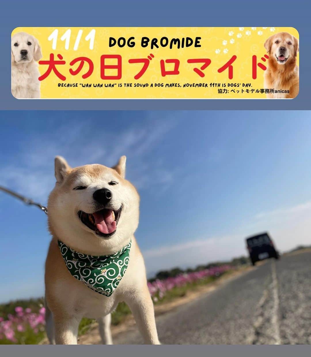 豆助左衛門（まめすけざえもん）のインスタグラム：「🐾  豆助座衛門のブロマイド作っちゃいました🙌💕 （今年のカレンダーは年内発送が難しいので作れず🙏今年はブロマイドを作りました💓）  11月1日わんわんわんの日から1ヶ月間限定で全国のコンビニで販売開始🙌  全部で20種類あります😊💕 20種類の豆助座衛門でござる🍁をぜひチェックしてくださいね♡ ストーリーズに全ての写真あります！ハイライトで確認してね😊  お近くのコンビニでお好きな豆ちゃまの写真を選んでください😊🍀  全国のコンビニに設置してあるマルチコピー機でのプリント購入となります。  【取扱店舗】 セブンイレブン・ローソン・ファミリーマート・ミニストップ・デイリーヤマザキ・セイコーマート・ポプラ 【商品名】 【豆助座衛門でござる♡】 （eプリントサービス） 写真紙L判・400円 【販売期間】 2023年11月1日〜12月1日0:00まで🍀  💕購入方法💕 ストーリーズ（ハイライト）のリンクで確認してくださいね🥰  #eプリントサービス #全国のコンビニで絶賛発売中 #ブロマイド　 #徳島柴ちゃん会　#shiba #徳島 #豆柴　#shibainu #dog #柴犬 #anicas#amazonpets #豆助座衛門　#犬」