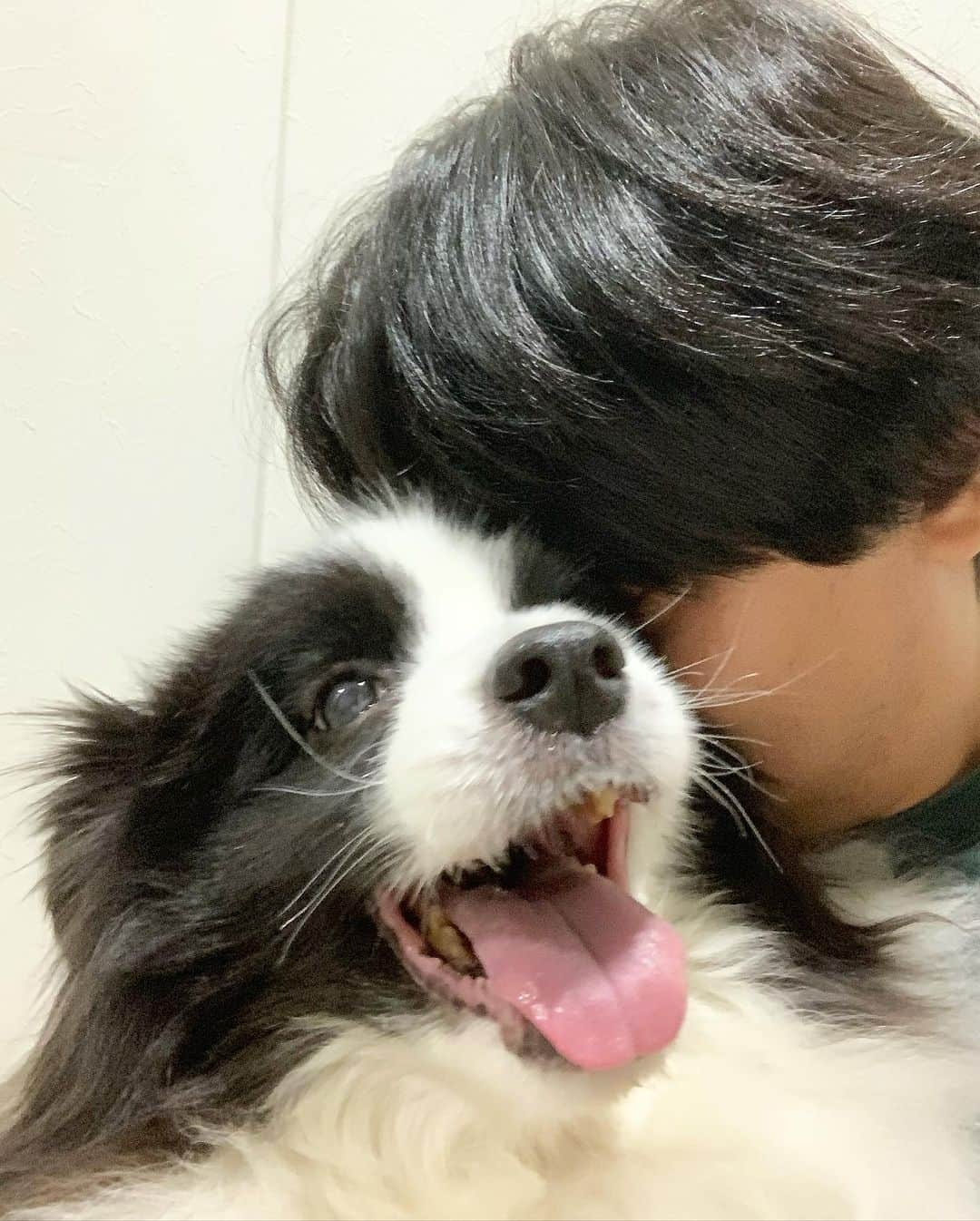 犬バカ部宣伝部長さんのインスタグラム写真 - (犬バカ部宣伝部長Instagram)「🪫急速充電中🪫⚡️飼い主が✋🤣 ⁡ 🔋これで明日も頑張れる🔋✨🥺 ⁡ #犬バカ部 #bordercollie #ボーダーコリー #dog #犬 #白黒 #そら #ふにゃボダ部 #ボダ娘 #charge」11月7日 20時52分 - umetaturou