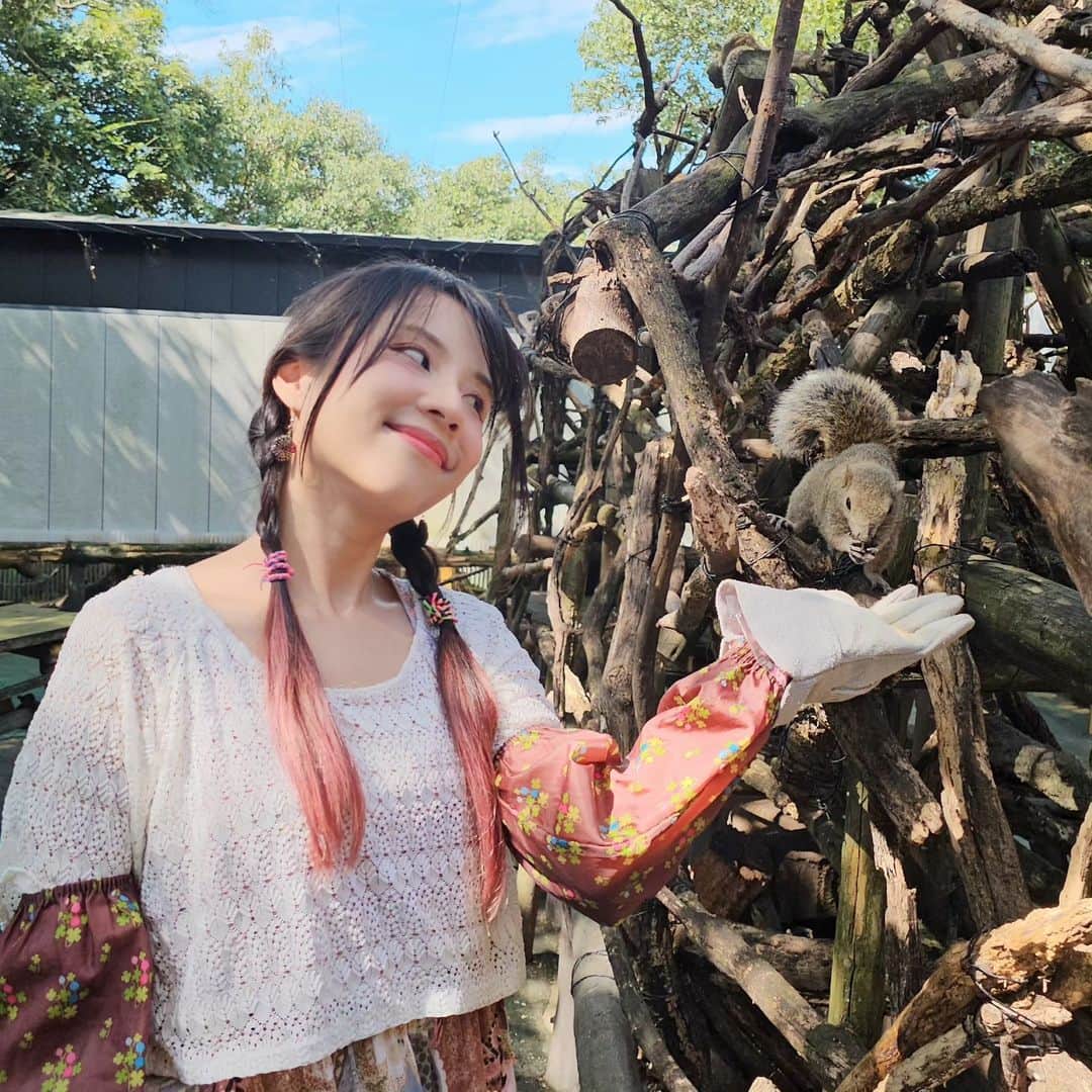 ビーム先生さんのインスタグラム写真 - (ビーム先生Instagram)「หมู่บ้านกระรอกที่ญี่ปุ่น ที่มีประวัติความเป็นมาตลกมาก 😂 日本初のリス村（岐阜県の金華山）私、動物好きだね❤  เมื่อประมาณเกือบ 90 ปีก่อน มีการจัดนิทรรศการครั้งยิ่งใหญ่ขึ้นที่สวนสาธารณะกิฟุ ในตอนนั้นมีการเอากระรอกไต้หวันมาโชว์จำนวนมากเพราะว่ามันแปลกไม่เหมือนกระรอกญี่ปุ่น แถมตัวใหญ่กว่าเห็น ๆ   แต่กระรอกไต้หวันหลายตัวมันดันหลุดหนีไปที่ภูเขากิงกะใกล้ ๆ สวนที่จัดงาน !!! เอ้า แล้วก็กลายเป็นใช้ชีวิตพเนจรกันตามธรรมชาติเฉยเลย 555 หือออ ได้เหรอออออ   คนญี่ปุ่นก็เลยศึกษาค้นคว้า ฝึกฝน หาวิธีดูแล หลังจากนั้น 30 ปีก็เลยสร้างหมู่บ้านให้พวกมันที่ภูเขานั้นซะเลย ซึ่งถือเป็นหมู่บ้านกระรอกแห่งแรกของประเทศญี่ปุ่นด้วย   ที่นี่อยู่บนยอดเขากิงกะที่เราต้องนั่งโรปเวย์ขึ้นไปด้วยนะ บรรยากาศสวยมาก ๆ ใกล้กันมีปราสาทกิฟุบนยอดเขาเดียวกันที่ไปชมได้ด้วย  เข้าไปให้อาหารน้องกระรอกได้ เดินในนั้นได้เลย น้องไม่กัด ถ้าไม่ไปจับน้อง เราก็แค่แบมือให้อาหาร  เขามีอุปรกรณ์ป้องกันตัวให้เราด้วย   แต่น้องบางทีใจร้อนเกินน หิวอะแหละ 555  📍วิธีเดินทาง นั่งรถไฟ Meitetsu จาก สถานี Meitetsu Nagoya มาลงที่ สถานี Meitetsu Gifu  ข้ามถนนแล้วขึ้นรถเมล์ gifu bus ป้ายเบอร์ 4 ลงที่ Gifu Koen Rekishi Hakubutsukan-mae (ประมาณ15นาที)  #ญี่ปุ่นกับบีม #gifu #กิฟุ #meitetsu #กระรอก #リス村」11月7日 21時07分 - beamsensei