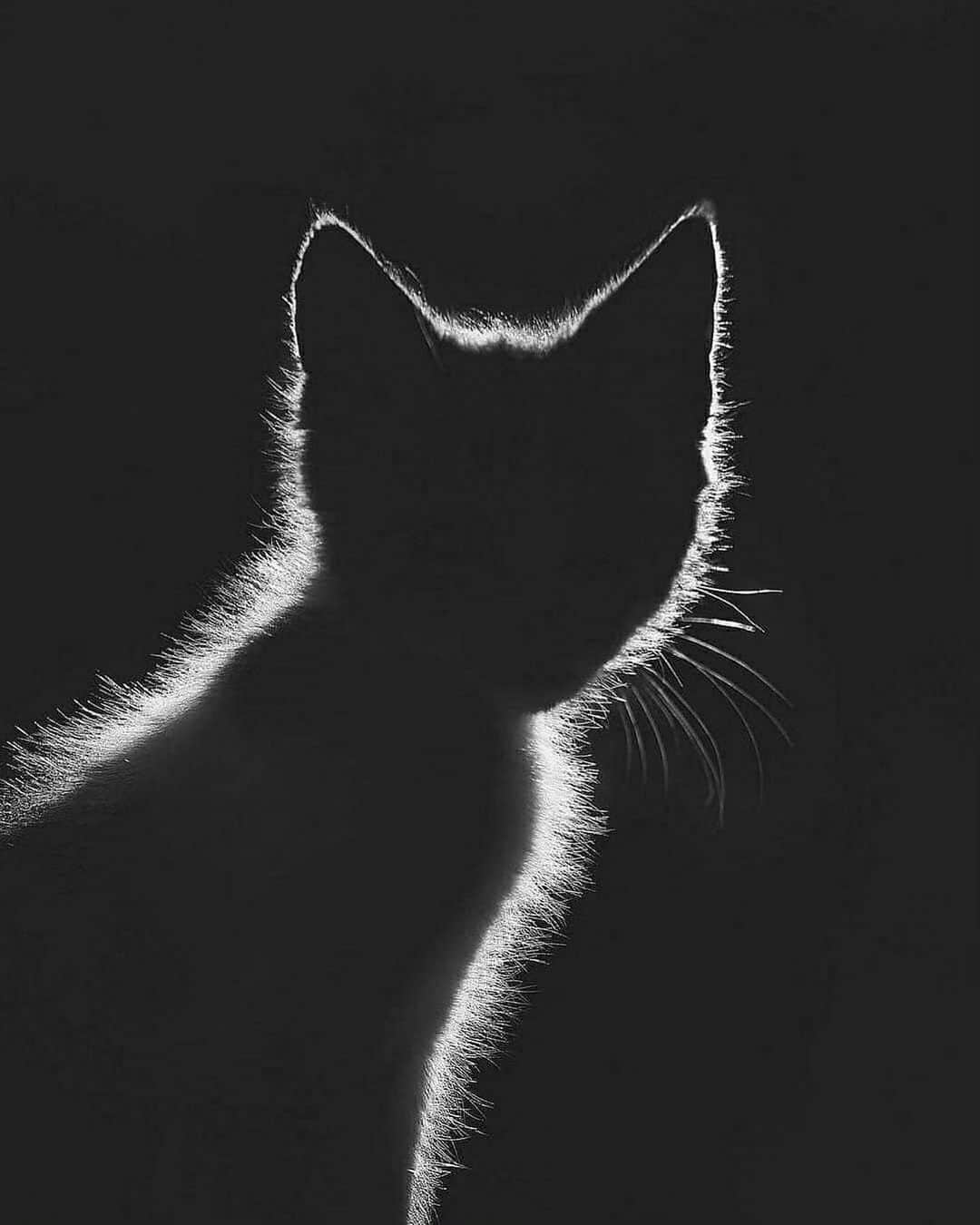 Cute Pets Dogs Catsのインスタグラム：「Shadow Cat  Credit: adorable @shriveling ** For all crediting issues and removals pls 𝐄𝐦𝐚𝐢𝐥 𝐮𝐬 ☺️  𝐍𝐨𝐭𝐞: we don’t own this video/pics, all rights go to their respective owners. If owner is not provided, tagged (meaning we couldn’t find who is the owner), 𝐩𝐥𝐬 𝐄𝐦𝐚𝐢𝐥 𝐮𝐬 with 𝐬𝐮𝐛𝐣𝐞𝐜𝐭 “𝐂𝐫𝐞𝐝𝐢𝐭 𝐈𝐬𝐬𝐮𝐞𝐬” and 𝐨𝐰𝐧𝐞𝐫 𝐰𝐢𝐥𝐥 𝐛𝐞 𝐭𝐚𝐠𝐠𝐞𝐝 𝐬𝐡𝐨𝐫𝐭𝐥𝐲 𝐚𝐟𝐭𝐞𝐫.  We have been building this community for over 6 years, but 𝐞𝐯𝐞𝐫𝐲 𝐫𝐞𝐩𝐨𝐫𝐭 𝐜𝐨𝐮𝐥𝐝 𝐠𝐞𝐭 𝐨𝐮𝐫 𝐩𝐚𝐠𝐞 𝐝𝐞𝐥𝐞𝐭𝐞𝐝, pls email us first. **」