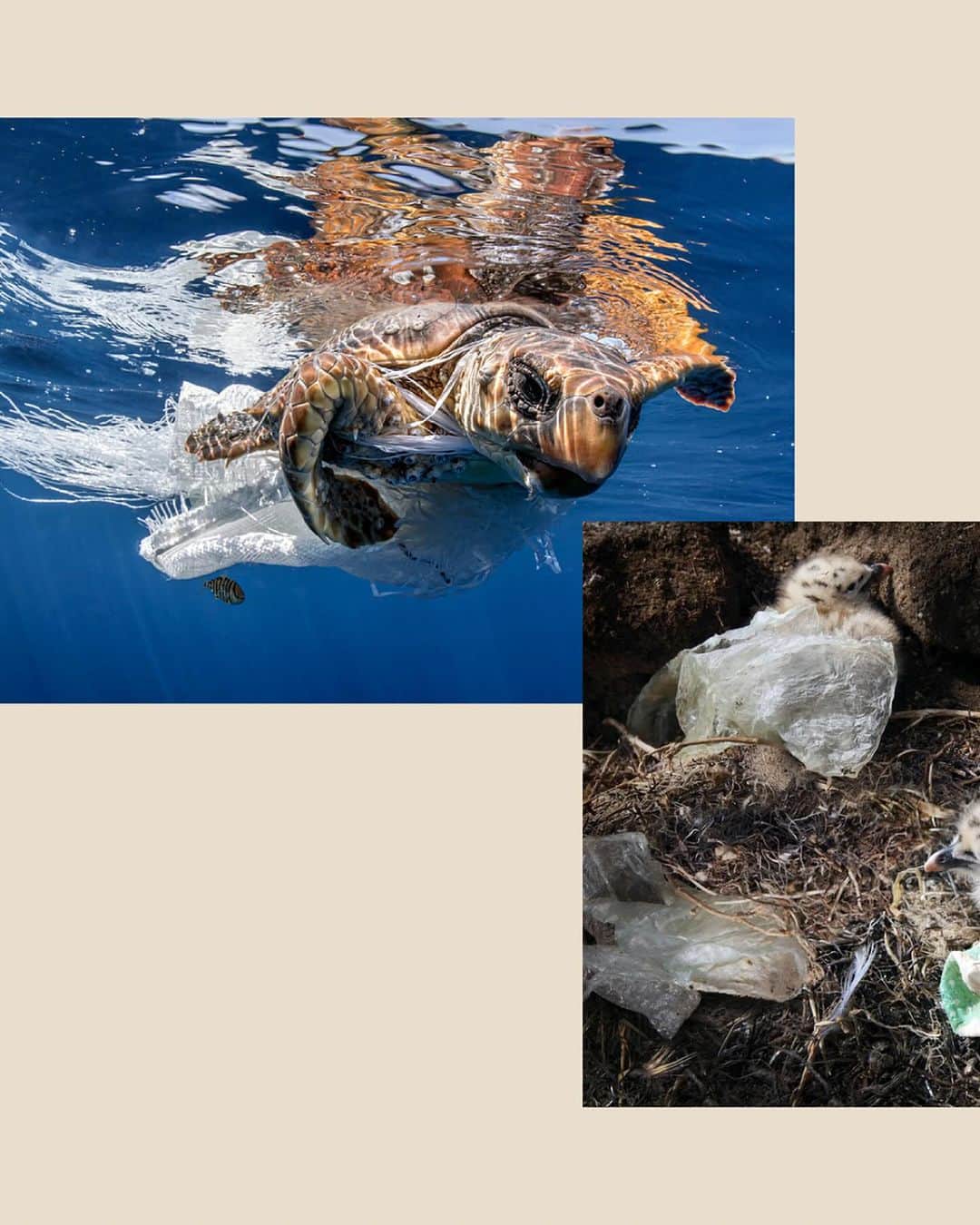 アシアナ航空日本地域公式アカウントさんのインスタグラム写真 - (アシアナ航空日本地域公式アカウントInstagram)「𝗘𝗦𝗚🌊アシアナ航空社員による海洋汚染ボランティア活動  ┈┈┈┈┈┈┈┈┈┈ 海洋のごみにより命を奪われた海鳥だけで年間100万匹以上。 アシアナ航空が海洋汚染ボランティアを始めた理由です。  海洋汚染ボランティアに集まったアシアナ航空の社員たちは なんと325kgものごみを収集しました♻ 重さを500mlのペットボトルに換算すると27,054個にも達します。  やりがいと同時に自然に対して重い責任感を感じた一日。 この日の経験を忘れずにこれからもアシアナ航空は 海洋の生態系保全のために力を注ぎたいと思います。  ┈┈┈┈┈┈┈┈┈┈   #アシアナ航空 #アシアナ #ASIANA #asianaair #asianaairline #OZ #Flyasiana #韓国 #korea #韓国旅行 #✈️"」11月7日 21時12分 - asiana.jp_official
