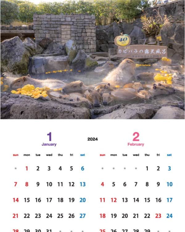 渡辺克仁さんのインスタグラム写真 - (渡辺克仁Instagram)「カピバラカレンダー2024、1月と2月のページです。  壁掛けタイプの「伊豆シャボテン動物公園」「那須＆神戸どうぶつ王国」「長崎バイオパーク」で撮影した各動物園で飼育されているカピバラ達をモデルとした3作品に加え、今年はブラジル・パンタナールで撮影した野生のカピバラ達のカレンダーを製作致しました。  写真のカピバラ達を見て頂いた時、くすっと笑って頂けたり、少しでも心がほぐれる様な作品に仕上げたつもりです。各動物園と通信販売サイトにてご購入いただけます。  詳しくは https://capybara.eek.jp/c2024.html  #カピバラ #水豚 #capybara #カレンダー」11月7日 21時27分 - katsuhito.watanabe
