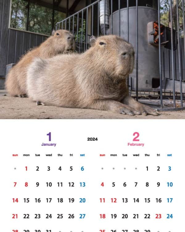 渡辺克仁さんのインスタグラム写真 - (渡辺克仁Instagram)「カピバラカレンダー2024、1月と2月のページです。  壁掛けタイプの「伊豆シャボテン動物公園」「那須＆神戸どうぶつ王国」「長崎バイオパーク」で撮影した各動物園で飼育されているカピバラ達をモデルとした3作品に加え、今年はブラジル・パンタナールで撮影した野生のカピバラ達のカレンダーを製作致しました。  写真のカピバラ達を見て頂いた時、くすっと笑って頂けたり、少しでも心がほぐれる様な作品に仕上げたつもりです。各動物園と通信販売サイトにてご購入いただけます。  詳しくは https://capybara.eek.jp/c2024.html  #カピバラ #水豚 #capybara #カレンダー」11月7日 21時27分 - katsuhito.watanabe