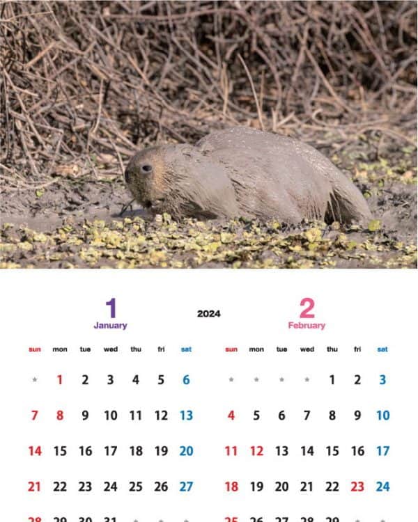 渡辺克仁のインスタグラム：「カピバラカレンダー2024、1月と2月のページです。  壁掛けタイプの「伊豆シャボテン動物公園」「那須＆神戸どうぶつ王国」「長崎バイオパーク」で撮影した各動物園で飼育されているカピバラ達をモデルとした3作品に加え、今年はブラジル・パンタナールで撮影した野生のカピバラ達のカレンダーを製作致しました。  写真のカピバラ達を見て頂いた時、くすっと笑って頂けたり、少しでも心がほぐれる様な作品に仕上げたつもりです。各動物園と通信販売サイトにてご購入いただけます。  詳しくは https://capybara.eek.jp/c2024.html  #カピバラ #水豚 #capybara #カレンダー」