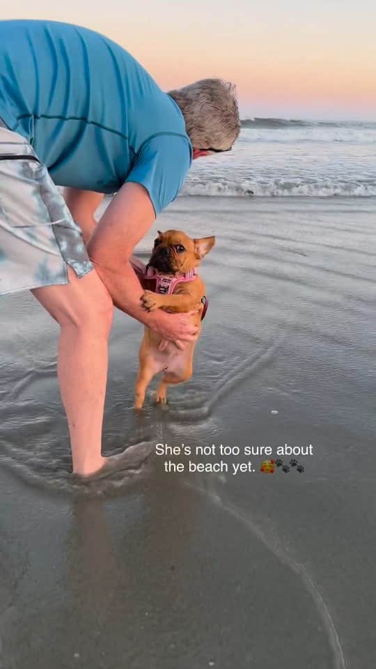 French Bulldogのインスタグラム：「Her first real time in the ocean. 🌊 How cute is this? @mariapersists  . . . . .  #frenchton #frenchbulldog #frenchie #puppylove #charlestonsc #pearl #frenchtonpuppy #frenchtonpuppylove #southernliving #southerncharm #lowcountrylife #coastaliving #follybeach #frenchies #frenchbulldogbeach #frenchbulldog #frenchiebeach #puppylife #puppyofinstagram #beachsunset #furbaby #furdaddy #daddysgirl #daddyslittlegirl❤️」