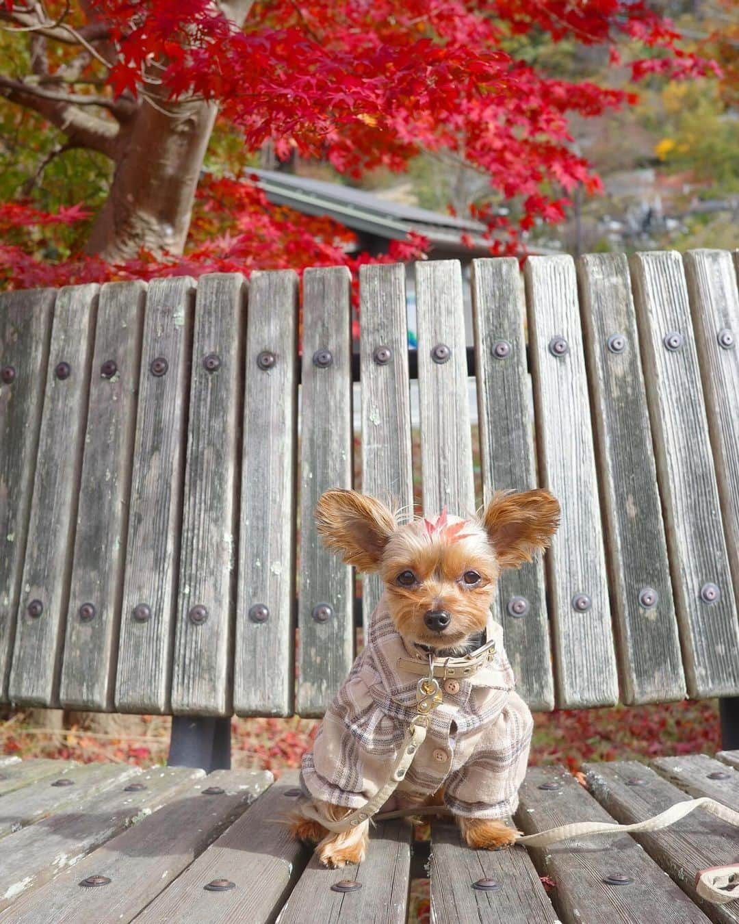 池田沙代さんのインスタグラム写真 - (池田沙代Instagram)「🗻🍁🐶  紅葉が綺麗でびっくりした😳🍁 富士山も🗻✨  ぴのといっぱいお出かけしたい💕  #紅葉#富士河口湖町 #富士山#fujimountain」11月7日 22時00分 - sayopi