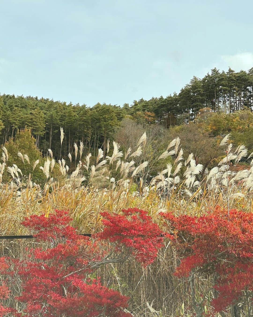 池田沙代さんのインスタグラム写真 - (池田沙代Instagram)「🗻🍁🐶  紅葉が綺麗でびっくりした😳🍁 富士山も🗻✨  ぴのといっぱいお出かけしたい💕  #紅葉#富士河口湖町 #富士山#fujimountain」11月7日 22時00分 - sayopi