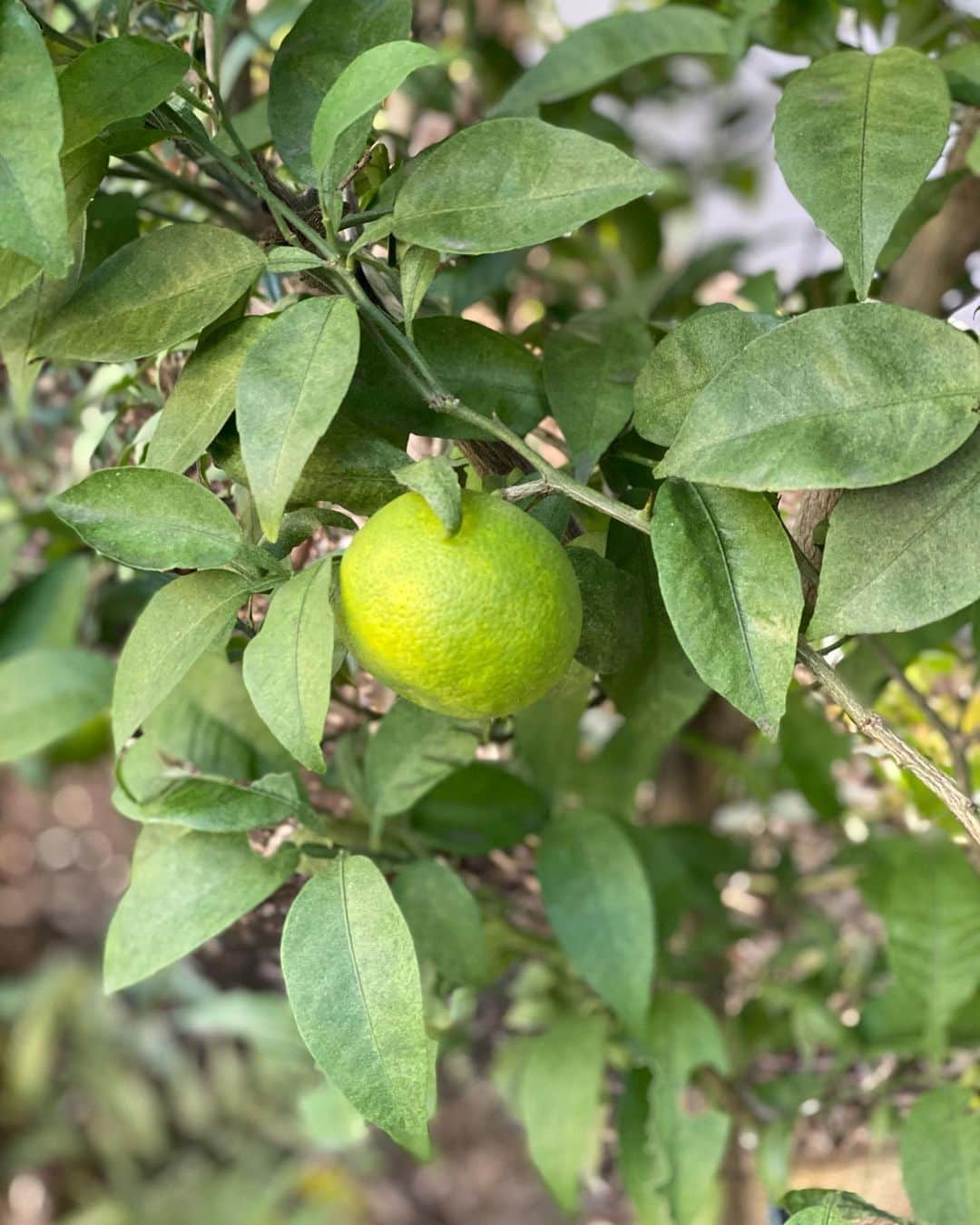 akkoさんのインスタグラム写真 - (akkoInstagram)「なんと❣️ お庭の隅で、ピーマン🫑が出来上がっていた❗️😆爆笑 ピーマン🫑って夏のお野菜だったような、、 そもそも種を蒔いてないし🤭 きっとまた、コンポストに混ざっていたピーマンの種が、 発芽して成長したのでしょうね〜☺️🥰 なかなか秋も来ないしね😂  数年前に植えた柑橘の苗も、 もう何年も実がならなかったので、 かぼすかすだちか、 何を植えたか忘れてしまっていたのですが、 今年はたくさん実がなりまして🍊👍 その実はなんと❣️シークワーサーだった❗️爆笑  大地の恵みを感じます☺️ 目指せ❣️自然栽培ですね😊😋👍 #akko #akkostagram #mll #ちゃんとライブの準備してます👍」11月7日 22時22分 - mllakko
