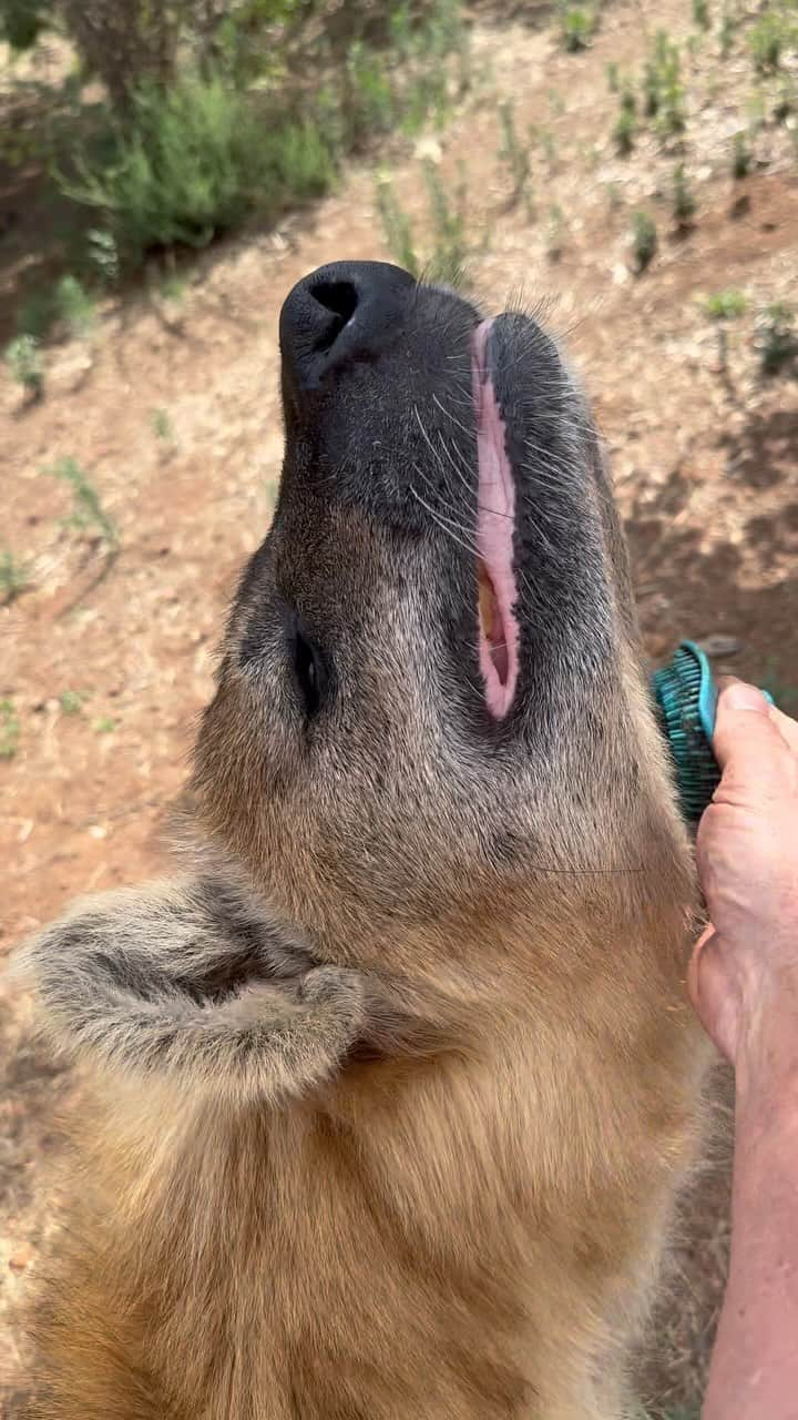 Kevin Richardson LionWhisperer のインスタグラム：「#ASMR at its best. To say this is Tika’s favourite pastime is the understatement of the millennium #hyena #spottedhyena」