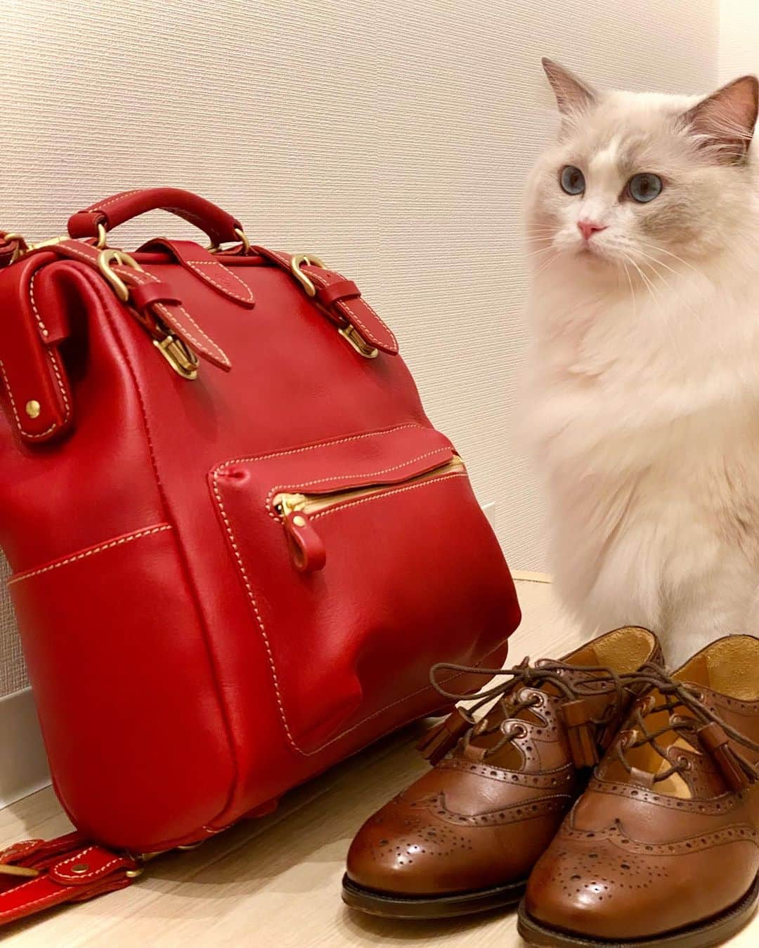 大森日雅のインスタグラム：「物撮りしてると 必ず足音立てて歩いてきて🐾 ちょこんとお座りになられる大女優 はなまる💐💯 ⁡ あえての目線も完璧✨✨✨流石ね✨✨✨ ⁡  #はなまる #ラグドール #猫 #ねこのいる生活」