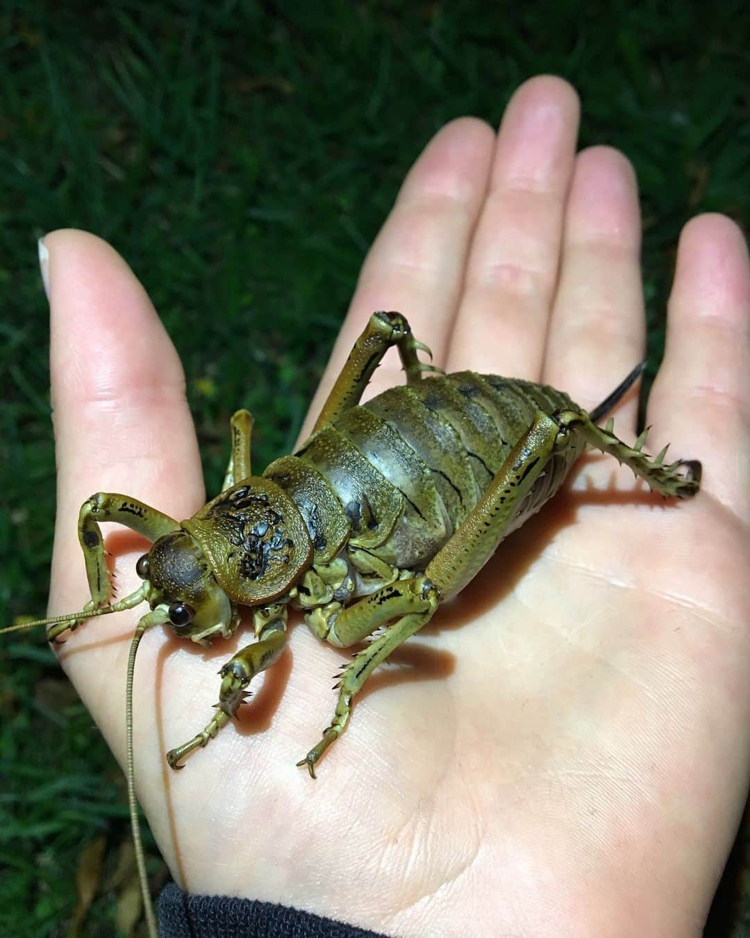 アメリカ自然史博物館のインスタグラム：「Meet the giant wētā. Members of the genus Deinacrida, these critters are among the largest insects on Earth! In fact, individuals can reach weights of up to 1.2 oz (35 g)—making them heavier than some mice. These nocturnal insects shelter in foliage by day, emerging under the cover of darkness to feed on leaves. The giant wētā is only found in New Zealand.   Learn more about insects at the Museum’s Solomon Insectarium in the newly opened Gilder Center!   Photo: britt_fb, CC BY-NC 4.0, iNaturalist  #entomology #wildlife #amazingnature #didyouknow #animalfacts #biodiversity #stem」