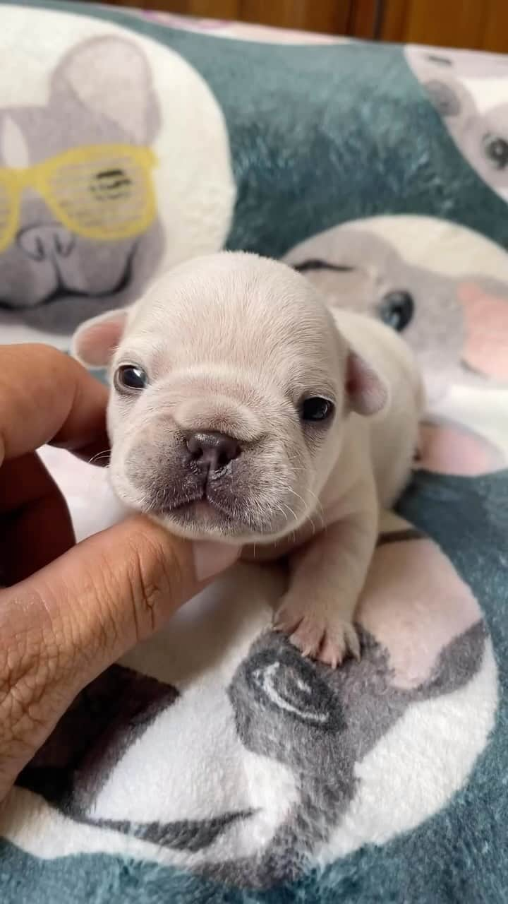 Regeneratti&Oliveira Kennelのインスタグラム：「Cute frenchie puppy 🥹❤️」