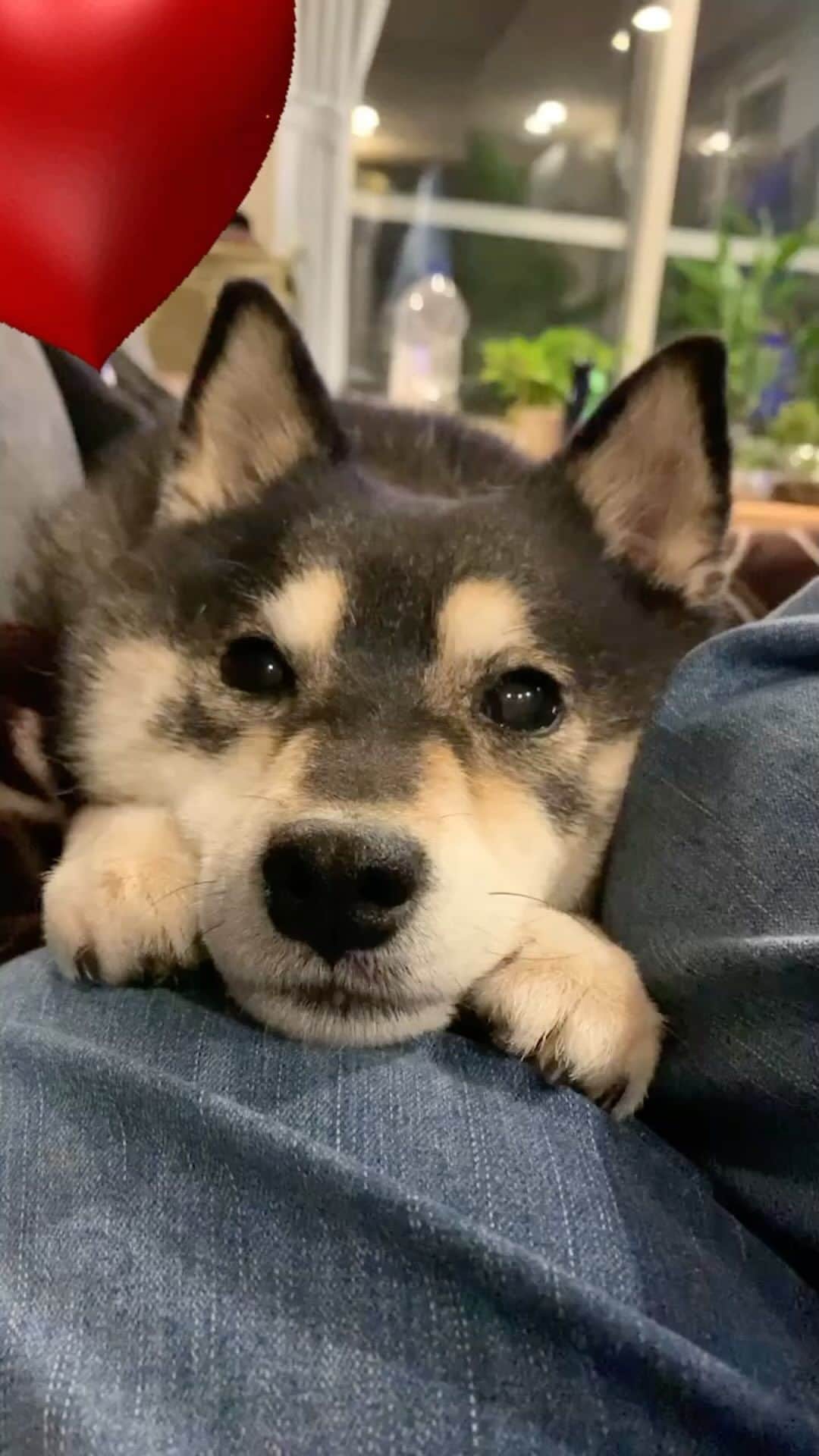 吾子のインスタグラム：「・ ・ おかしゃんべったり🐶❤️ ・ ・ ん❓🐶夜さんぽ❓めんどうだなあ〜 ・ ・ ・ ・  2024 Acoshiba calendar on sale! It's a good deal because the yen is cheap! Please go to the sales page from the link in the profile.  ・ #いかなくてもいいんだよ💁🏻‍♂️❓ #🐶ちっこ外派 #sapporo  ・ 北海道の柴犬 #柴北会 の皆ワン🐶涼しくなってきたね〜🐶✨ ・ #adorable #instadog#shibainu#dog#柴犬ライフ #instashiba#柴犬マニア #9gag #barked #kuroshiba#socute #cutedog#いぬのきもち #黒柴 #dogstagram_japan」