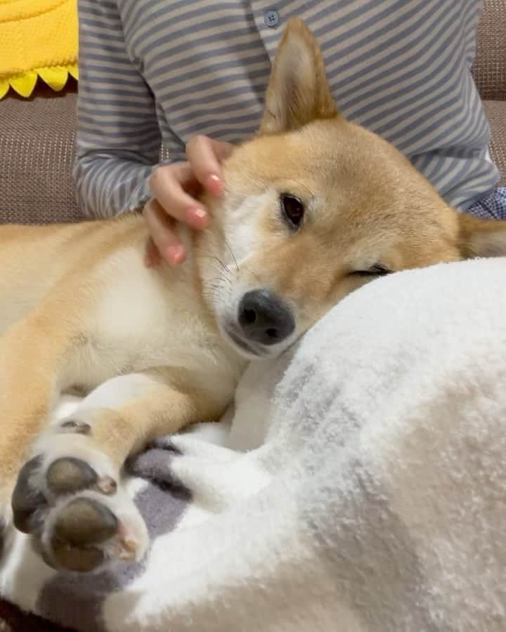 豆柴 福and富のインスタグラム：「. . ママの膝枕でおやすみ〜😴💓 可愛すぎてたまらん🥹  2枚目顔やつれてない？笑  福も富も今日は1日中元気で いっぱい遊んだからからな🤣✨  今日も1日お疲れ様でした💓  . .  #mylove #doglover  #dogstagram #dogs  #shiba #shibainu #shibalove #shibadog  #shibagram #shibamania #shibalife  #shiba_snap #柴犬 #豆柴 #多頭飼い #犬のいる暮らし #犬のいる生活  #doglover #dogstagram #shibaaaaainu #barked #9gag  #thedailyshibainu #시바견　#시바이누 #小狗  @shiba_snap @barked @everydoglover @9gag」