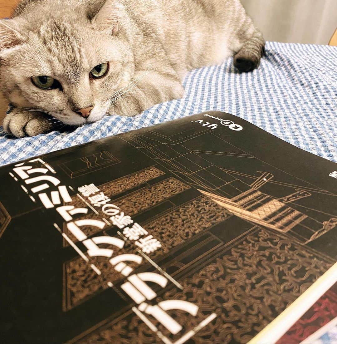 板谷由夏 のインスタグラム：「メイも復讐に燃えている。 準備はできているらしい。 ラストスパートです。 燃えます。　@blackfamilia_ytvdrama」