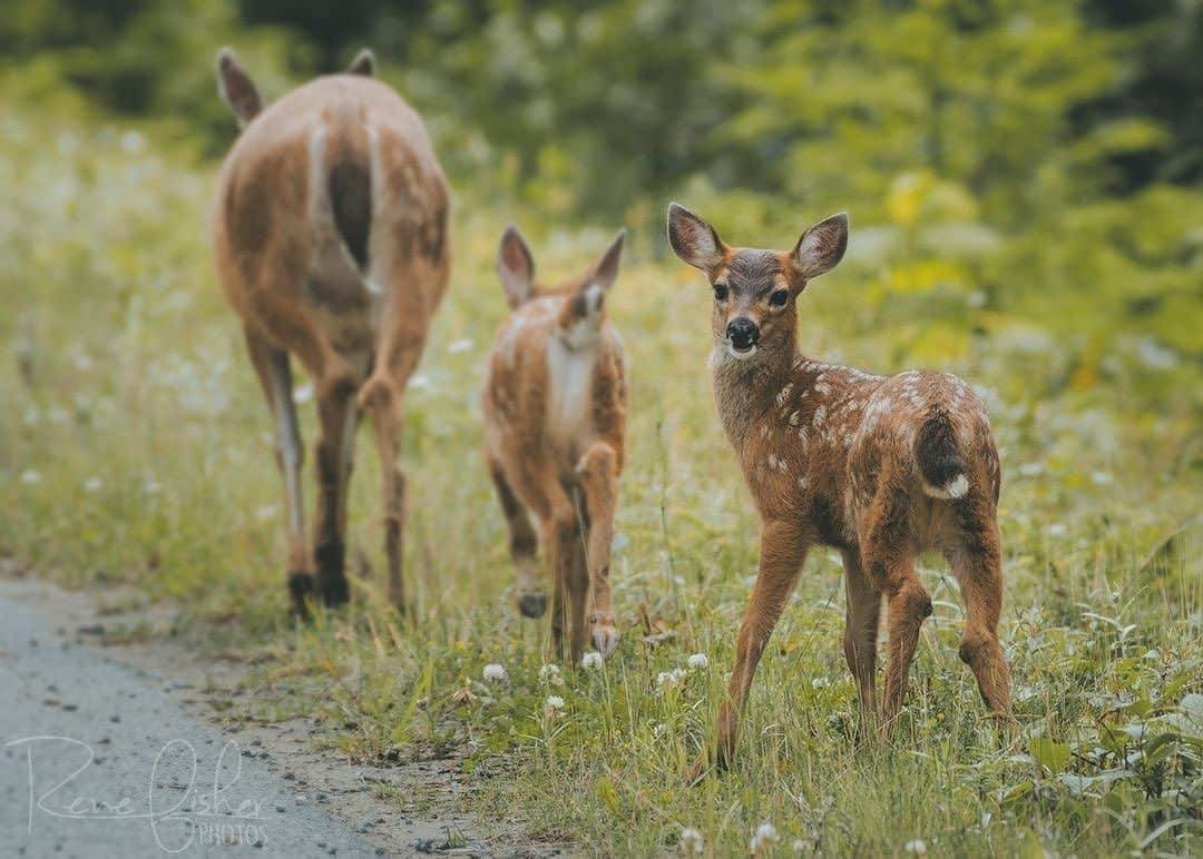 Ricoh Imagingさんのインスタグラム写真 - (Ricoh ImagingInstagram)「This cute little fawn was a bit curious as to what I was doing jumping out of a vehicle and crouching on the ground to take his photo. 😆⁠ ⁠. 📸: @renefisher_photography  📸: Pentax K-3 Mark III Lens: #pentax_dfa150450  . . ⁠ #YourShotPhotographer #ricohpentax #pentaxian #shootpentax ⁠ #wildlife_perfection #wildlife_seekers #exclusive_wildlife #splendid_animals #World_BestAnimal  #ir_animals	#shots_of_animals #marvelouz_animals  #wildlifeplanet⁠ #RicohImagingAmbassador #pentax ⁠ ⁠#K3III #K3MarkIII #K3MKIII⁠ ⁠」11月8日 6時02分 - ricohpentax