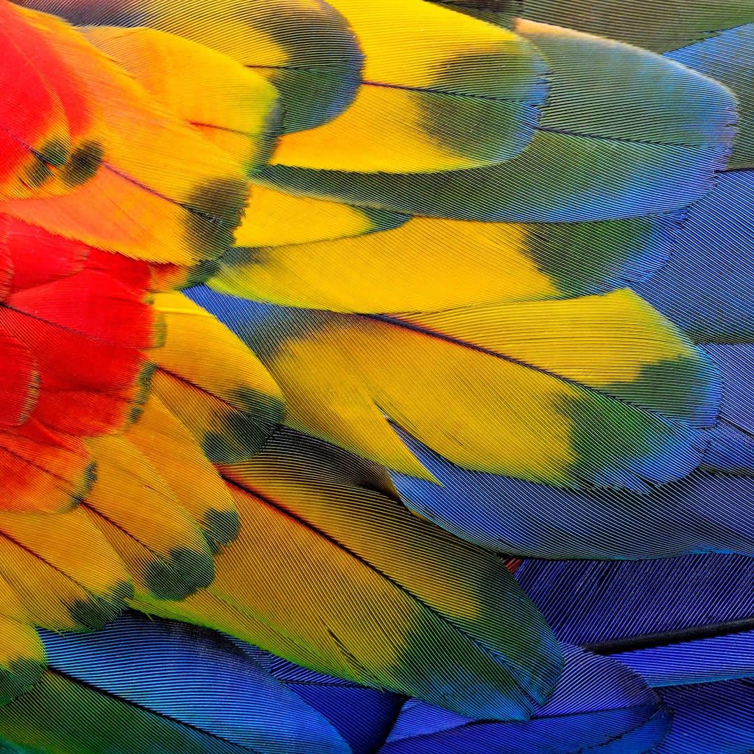 アニマルプラネットのインスタグラム：「Who do these luscious feathers belong to? 🌈  Hint: the owner can live up to 90 years in captivity!  📷: Boonchuay Promjiam  #birds #colorinnature」