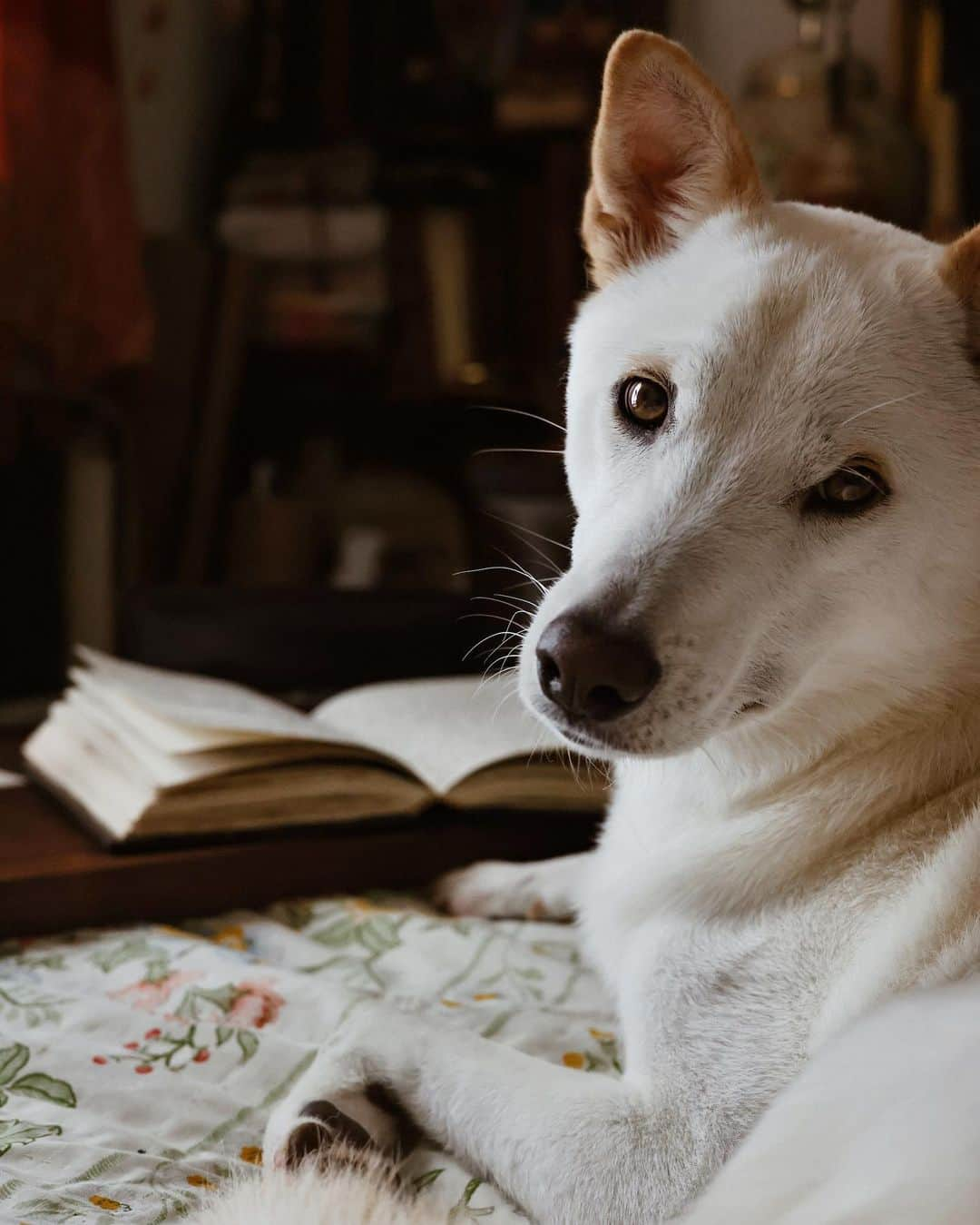 Catharine Mi-Sookのインスタグラム：「Yonsei says hi. 🐾」