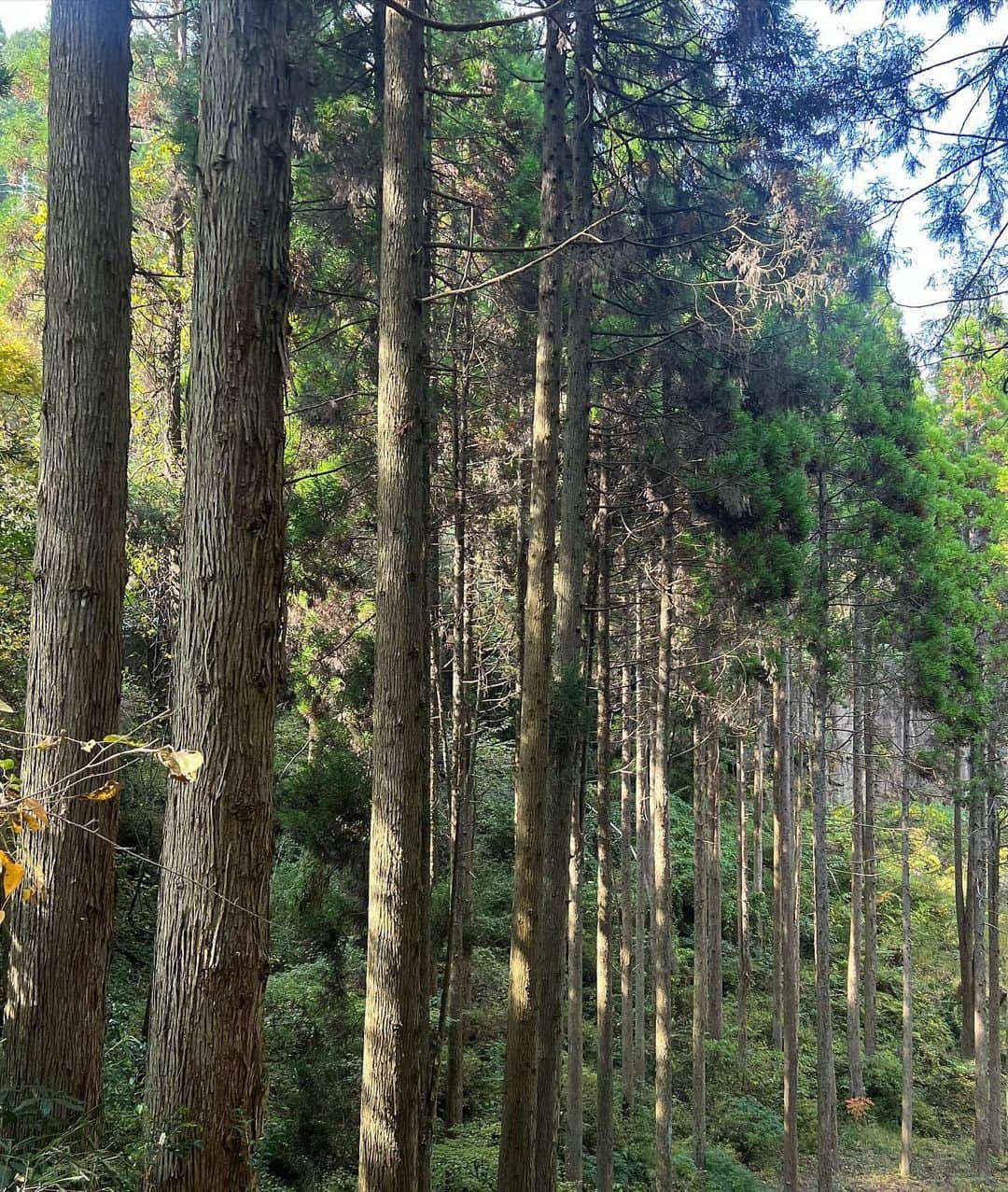 園田あいかさんのインスタグラム写真 - (園田あいかInstagram)「🍁」11月8日 1時08分 - for__offwhitey_9