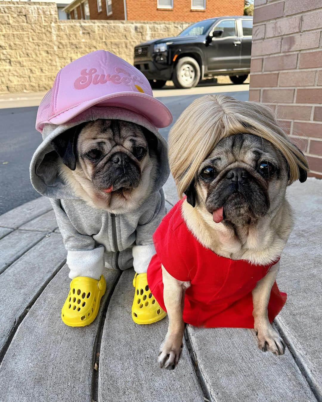 itsdougthepugのインスタグラム：「“Did I nail it?? @justinbieber + @haileybieber” -Doug」