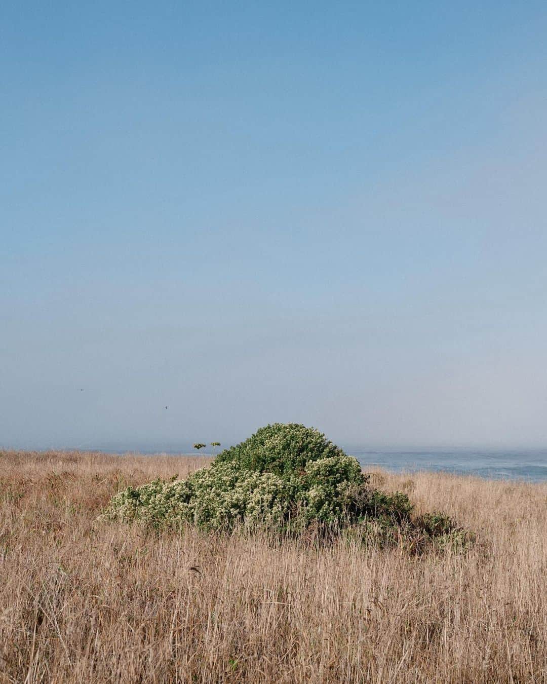 アリス・ガオさんのインスタグラム写真 - (アリス・ガオInstagram)「missing sea ranch walks  (delayed photo dump 🥹)」11月8日 1時36分 - alice_gao