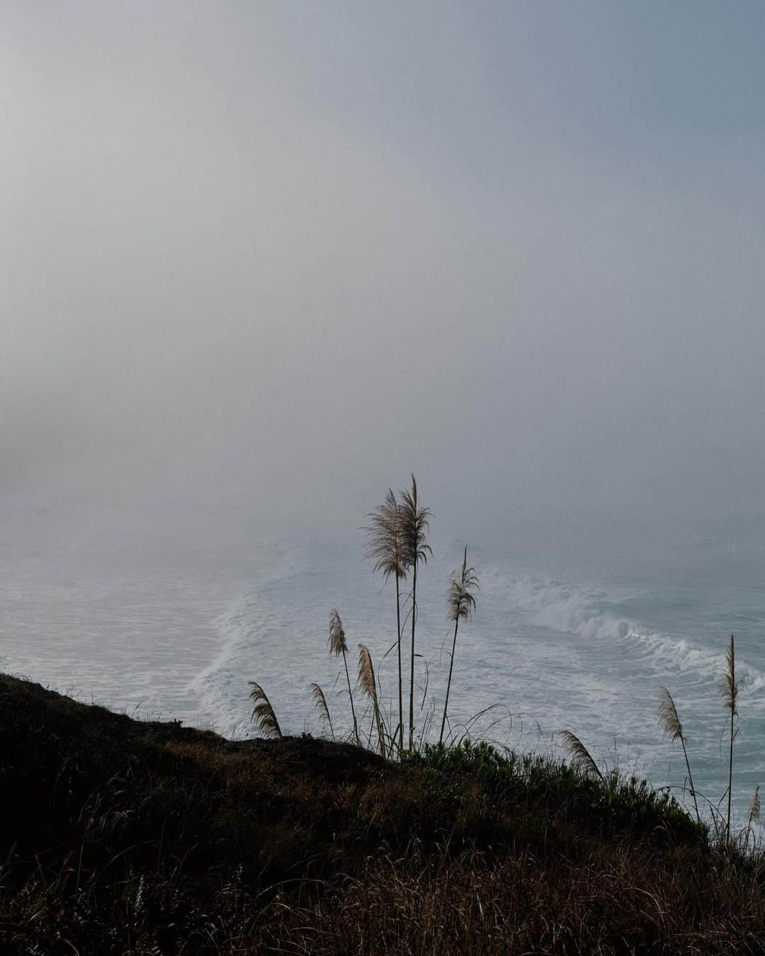 アリス・ガオさんのインスタグラム写真 - (アリス・ガオInstagram)「missing sea ranch walks  (delayed photo dump 🥹)」11月8日 1時36分 - alice_gao