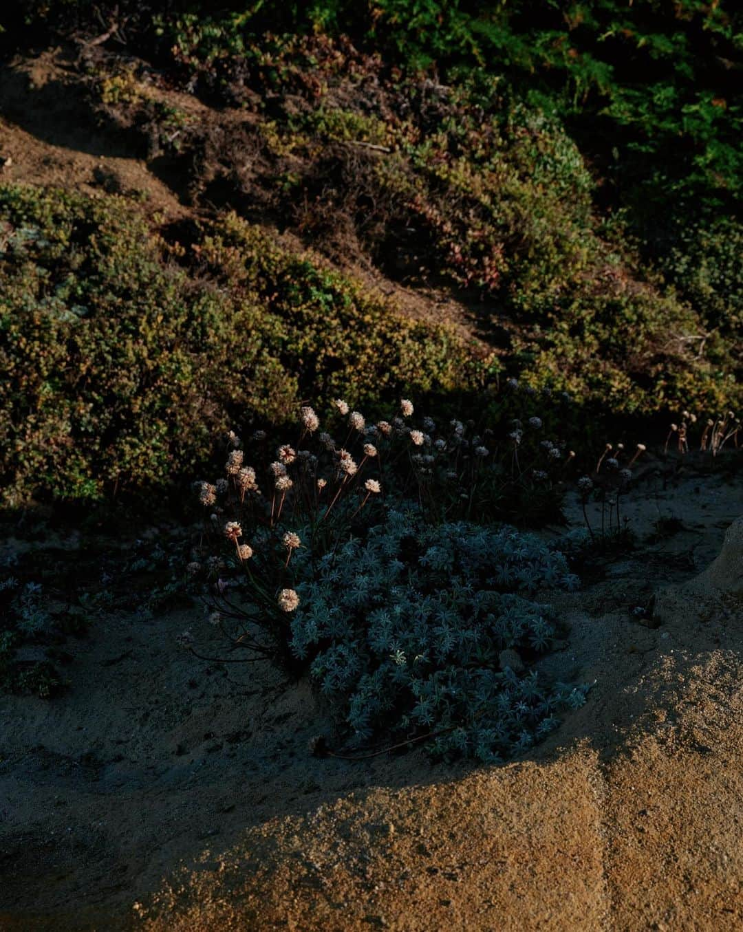 アリス・ガオさんのインスタグラム写真 - (アリス・ガオInstagram)「missing sea ranch walks  (delayed photo dump 🥹)」11月8日 1時36分 - alice_gao