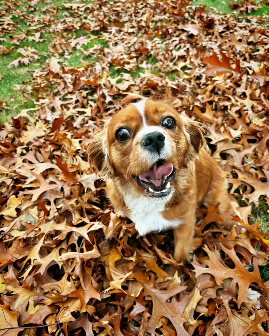 Ilana Wilesのインスタグラム：「When your kid is too big to jump in the leaves, but still wants to make a pile so she can photograph her dog jumping in them. Photo credit: Mazzy」