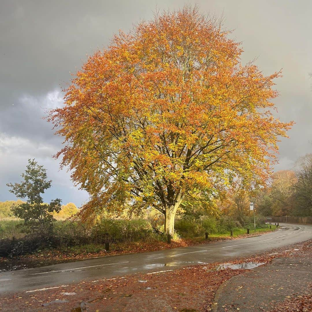 ポール・”ボーンヘッド”・アーサーズさんのインスタグラム写真 - (ポール・”ボーンヘッド”・アーサーズInstagram)「🍁🍁🍁🍂🍁」11月8日 2時13分 - boneheadspage