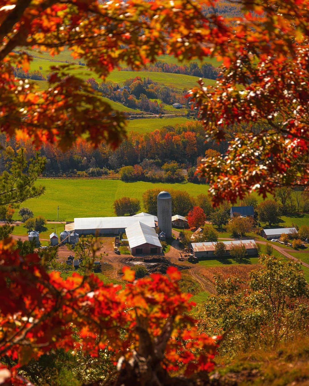 Explore Canadaのインスタグラム：「A peek into fall in New Brunswick. 🍂   📷: @alexmayberry16 📍: New Brunswick @DestinationNB #ExploreCanada #ExploreNB  Image description: Red and orange tree branches frame a bunch of long and tall farm buildings. In the distance red, orange and brown trees are scattered amongst green hills.」