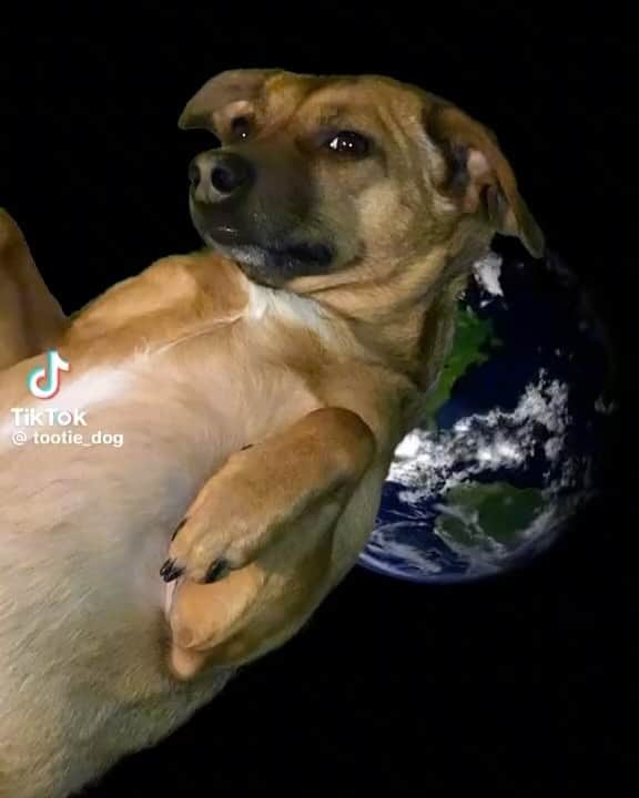 ケリー・オックスフォードのインスタグラム：「The Basset Hound howl sent me.」