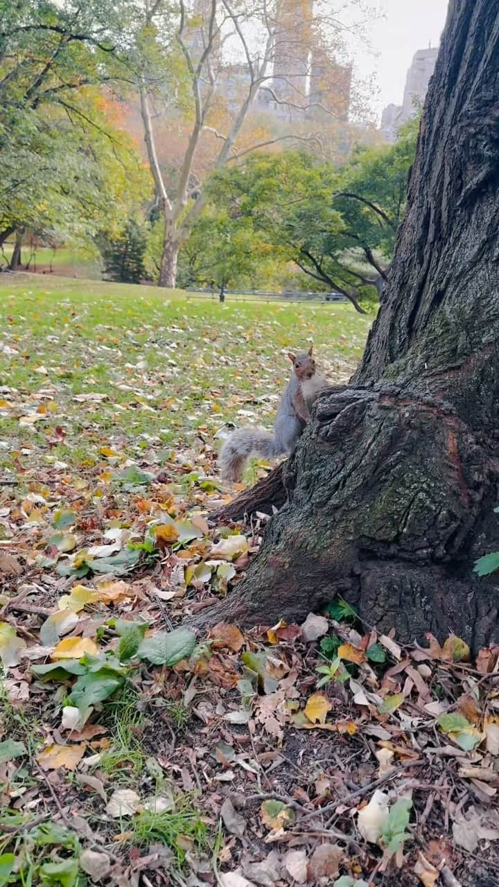 チャナナ沙梨奈のインスタグラム：「🐿️ 初めて見だけど可愛かった！ 都会に普通にいるのが不思議♪」