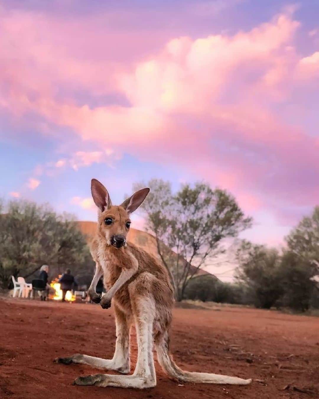 Australiaのインスタグラム：「"Sure, the #Aussie outback is impressive and all... but can we pleaseee focus on how adorable I am!?" 🥹🦘 Kudos to our mate @byaltair for capturing this handsome (and modest) little guy on a recent visit to @ntaustralia's #UluṟuKataTjuṯaNationalPark. If you're heading to @visitcentralaus, head straight to @thekangaroosanctuary, where you'll meet a bunch of these friendly roos! Located on Arrernte Country in Mparntwe (#AliceSprings), the sanctuary's main mission is to rescue, rehabilitate and release orphaned baby #kangaroos (joeys) back into the wild ❤️   #SeeAustralia #ComeAndSayGday #NtAustralia #RedCentreNT #VisitCentralAus  ID: a kangaroo joey stands in the foreground, looking towards the camera. A pink and purple sunset lights the sky. Behind the joey, a campfire with people sitting around it can be seen.」