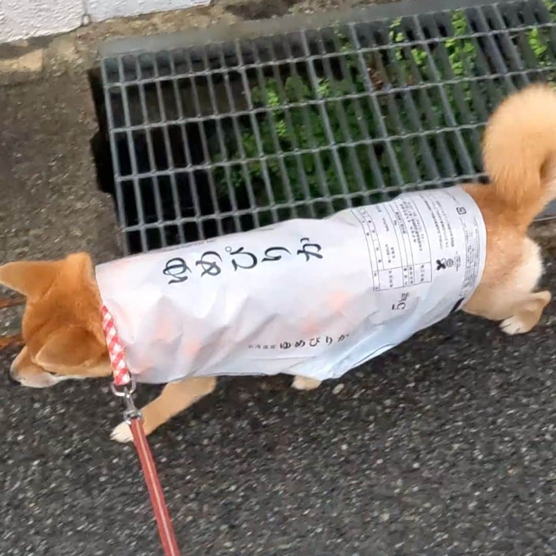 柴犬小春のインスタグラム：「ゆめぴりか美味しいです！  YouTube 【北海道産ゆめぴりか】How to make 米袋のレインコートの作り方　より 動画もご覧ください＾＾」
