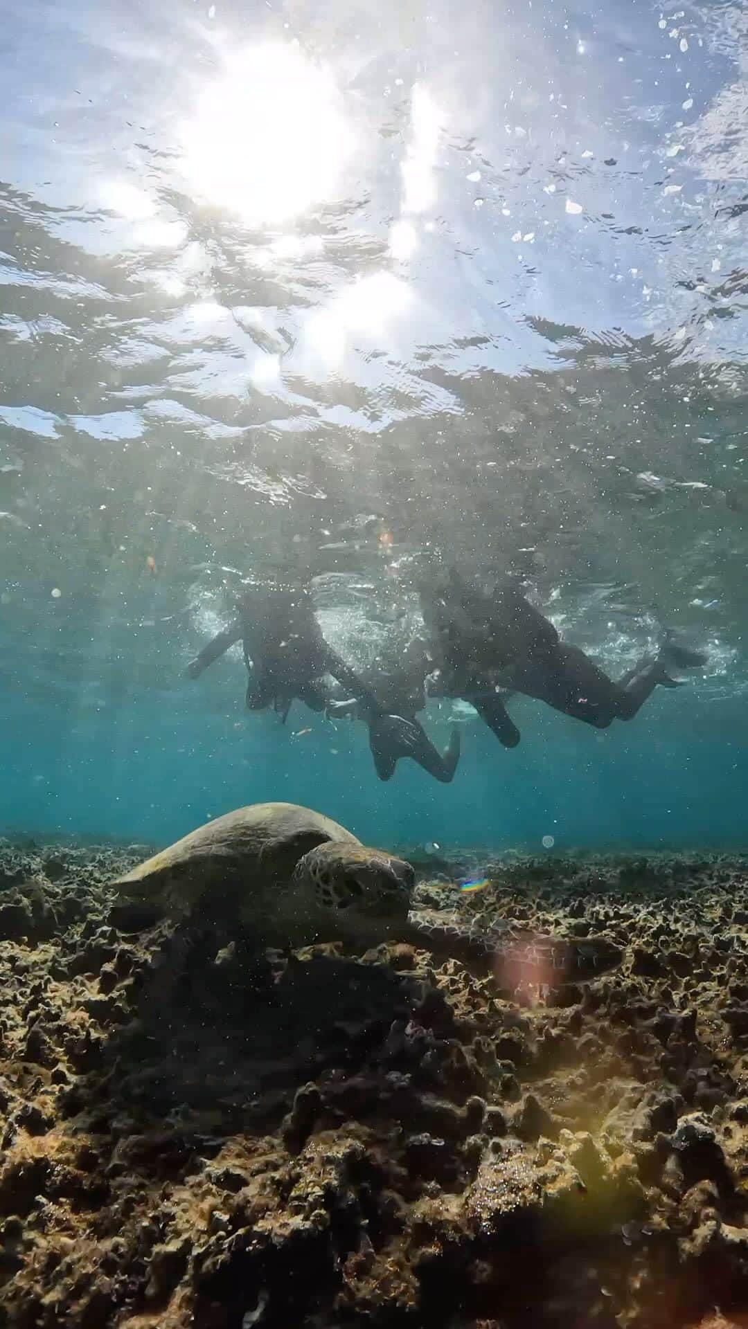 高井直子のインスタグラム：「宮古島で海亀と泳ぐ🐢 #宮古島」