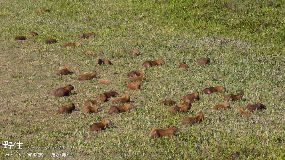 渡辺克仁のインスタグラム：「日本も暑い日が残っていますが、ブラジルも半端なく暑いそうです。  どうなっているのだろう・・・地球。  #カピバラ #水豚 #capybara」