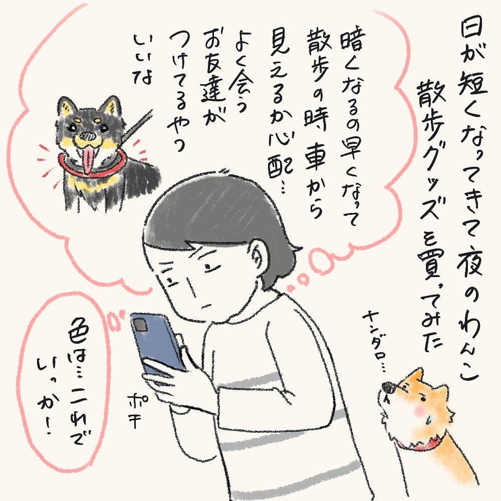 tomekkoのインスタグラム：「【現場感溢れるネックレス】  一気に日が短くなって来ましたね。  わんこのお散歩、どうしても17時ごろからしか行けないんですが、出た時にはまだ夕焼けでも歩き始めたらあっという間に真っ暗。  まだまだトレーニングができていない四男はグイグイ引っ張っちゃうしあっちこっちに突進してしまうので急に車の前に飛び出さないか、車からわんこは見えているのかと心配になります。  そこでわが家も犬友さんに教えてもらって夜散歩アイテムを装備！  四男、首やしっぽになんか付けられたりレインコート着せられたりするの苦手。  とはいえ安全優先だし、とりあえず締め付けのあまりなさそうな光る輪っかを買うことにしました。  オレンジっぽい色にしたせいか、装着してみると夜間の工事現場で三角コーンについてそうな…！  そして夜のお散歩に出発してみると…  ご近所の皆さん、犬好きで優しい人が多くて本当にありがたいです。  全然知らない人でもすれ違いざまに  「まーキラキラつけてかわいいわねぇ」 「あら素敵なネックレスね」  と声をかけてくださったりして、寒くて暗いちょっと億劫な夜のお散歩も気分上がります〜ありがたや〜！  (おまけ)四男、ハンモックの中でへそ天で寝てて夫に「お前本当に犬か」って呆れられてた笑  前回のライダー話、結構歴代で推してる方や大人になっても好きという方いてめくるめく男子の世界…‼︎となりました。  たしかに大人のファンが多いせいか古いものでもリサイクルショップ見るとすごい高額になっていたりして驚きます！  #柴犬 #豆柴 #夜のお散歩 #安全対策 #光る首輪」