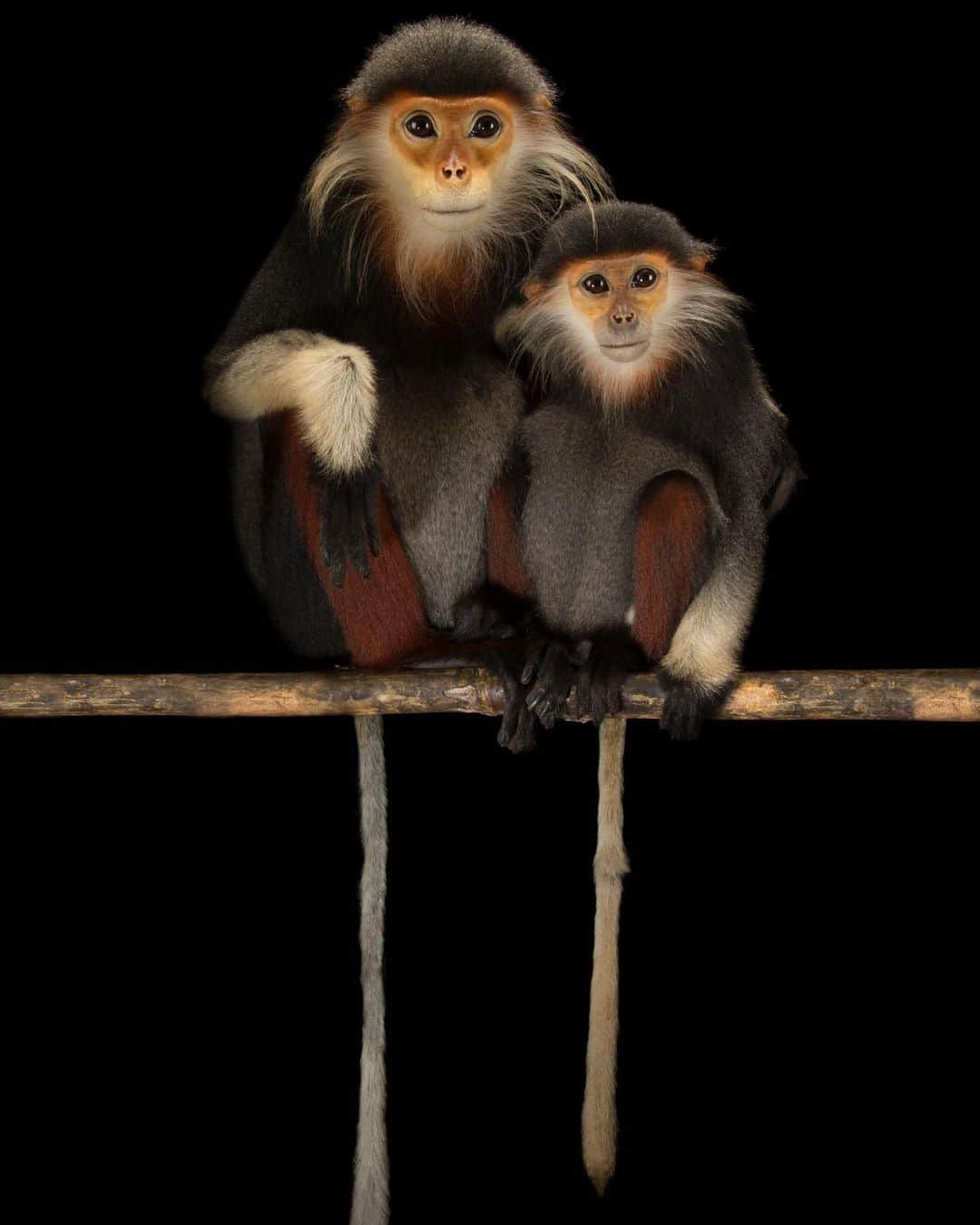 Joel Sartoreのインスタグラム：「Perfectly posed, it's hard to believe the faces of these two red-shanked douc langurs are real, and not just wearing beautiful masks! This mother and child were photographed @eprc.vietnam , where many rare species of primates live and thrive in family groups. In the wild, this colorful primate is found in Vietnam, Laos, and Cambodia. As forest dwellers, langurs will travel through the trees, feeding on leaves, fruit, flowers, and occasionally, bark. Habitat loss, poaching for food, and use in traditional medicine are the greatest threats facing this species. And lately, due to their uncommon beauty, the likelihood of langurs being captured for the pet trade has also gone up.   #langur #douclangur #primate #mammal #animal #wildlife #photography #animalphotography #wildlifephotography #studioportrait #PhotoArk #SEAZA @insidenatgeo」