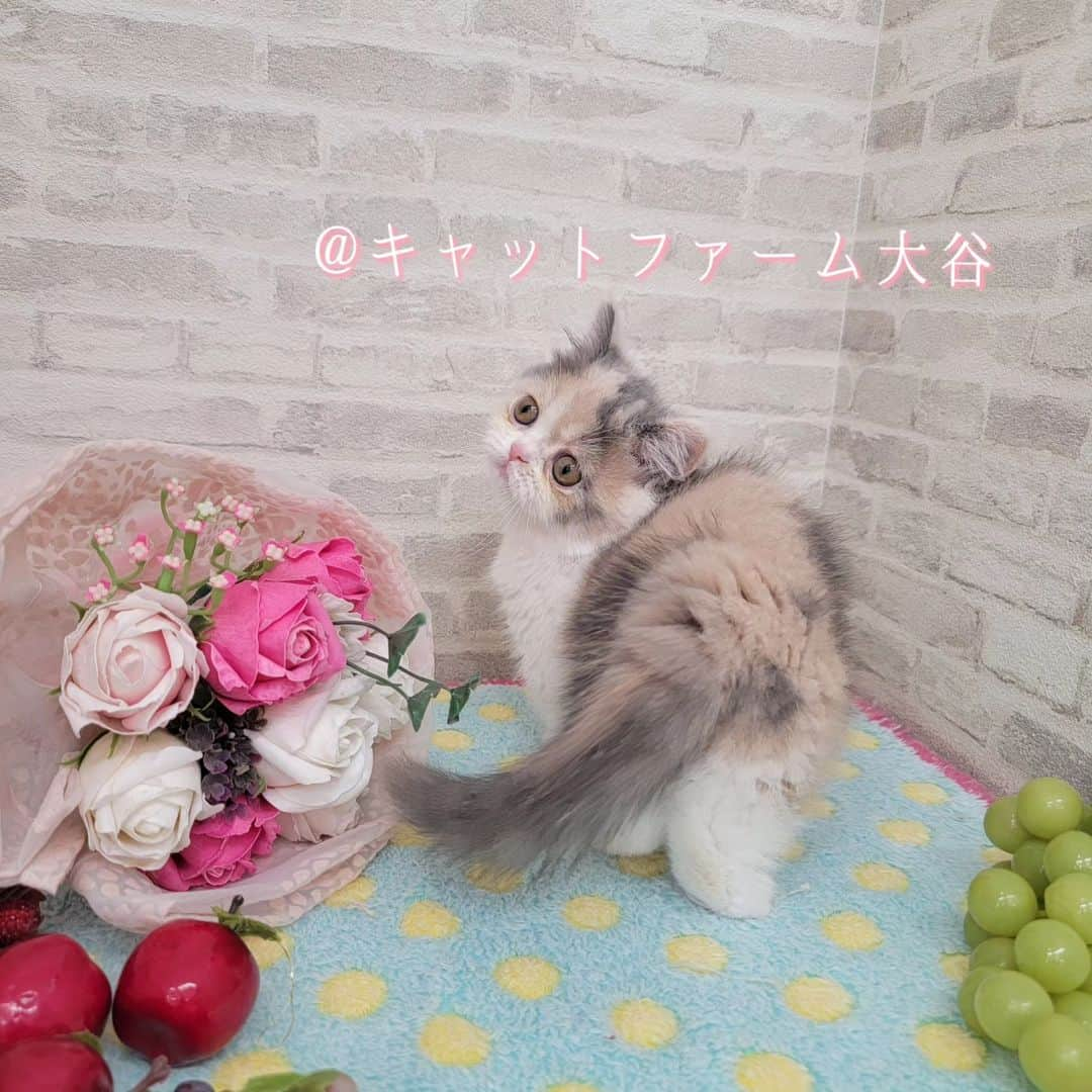 マンチカン(munchkin)キャットファーム大谷さんのインスタグラム写真 - (マンチカン(munchkin)キャットファーム大谷Instagram)「Ｎさまご契約にゃんこちゃん🐱💕  ❁*·⑅❁*·⑅❁*·⑅❁*·⑅❁*·⑅❁*·  お店は、月・木曜日が定休日です。 現在、完全予約制になっておりますので ご来店される際はお店へお電話かメールにてご連絡くださいませ🙇‍♀️  お待ちしております🎵  ❁*·⑅❁*·⑅❁*·⑅❁*·⑅❁*·⑅❁*·  #キャットファーム大谷 #まんちかん #マンチカン #ネコ #こねこ #にゃんこ #猫ちゃん #ねこ部 #ニャンスタグラム #猫 #ねこ #子猫 #モフモフ #モフモフねこ #ミヌエット #短足 #ねこすたぐらむ #愛猫 #かわいい #ふわもこ部 #猫のいる暮らし #マンチカンブリーダー #ミヌエットブリーダー」11月8日 14時59分 - roytar222